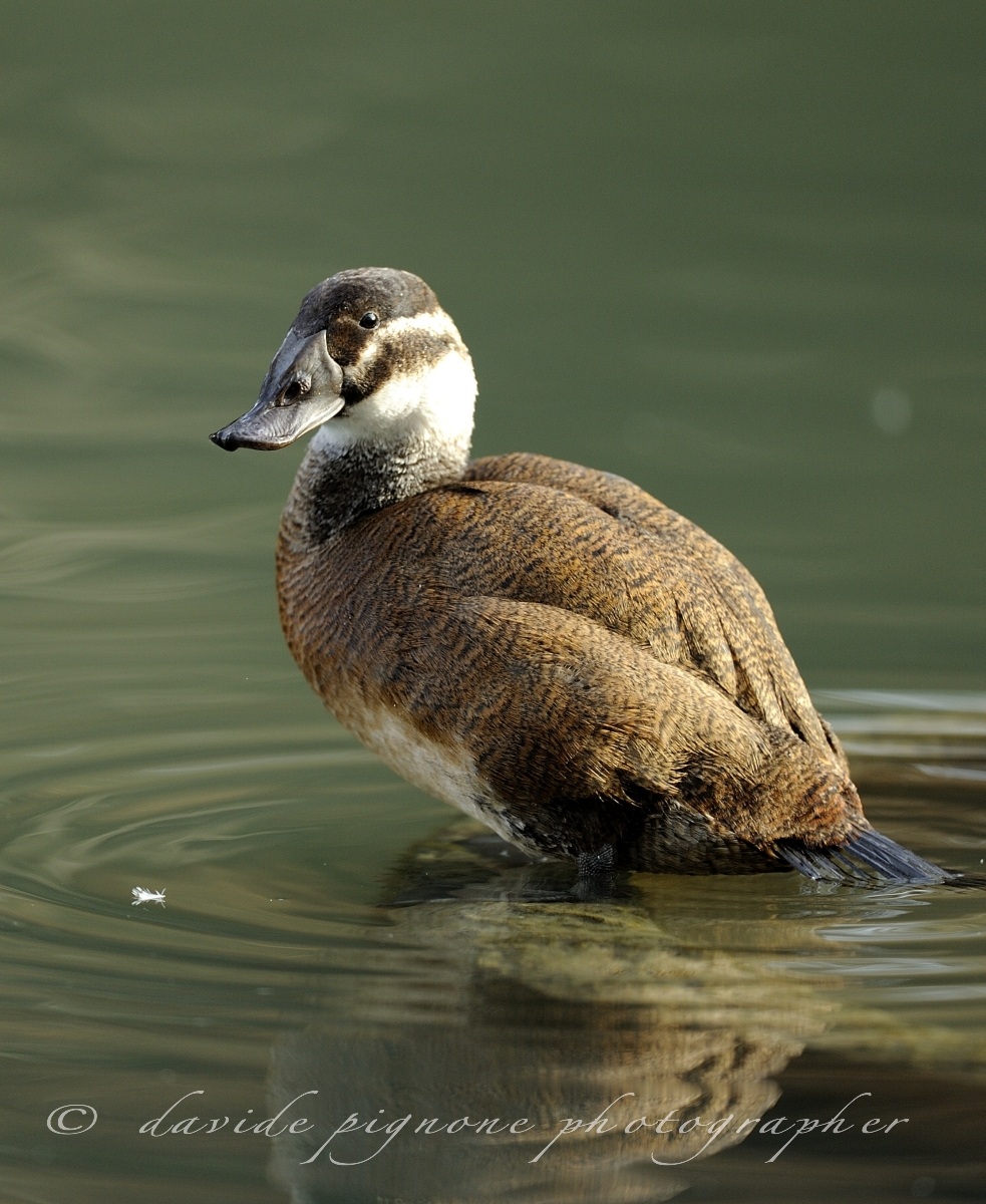 headed duck (Oxyura leucocephala)