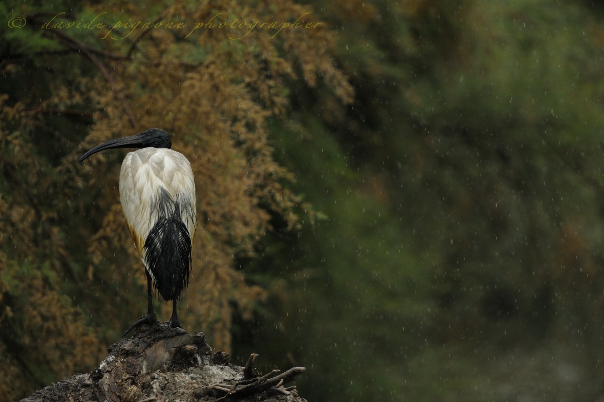 sacred ibis (Threskiornis aethiopicus)