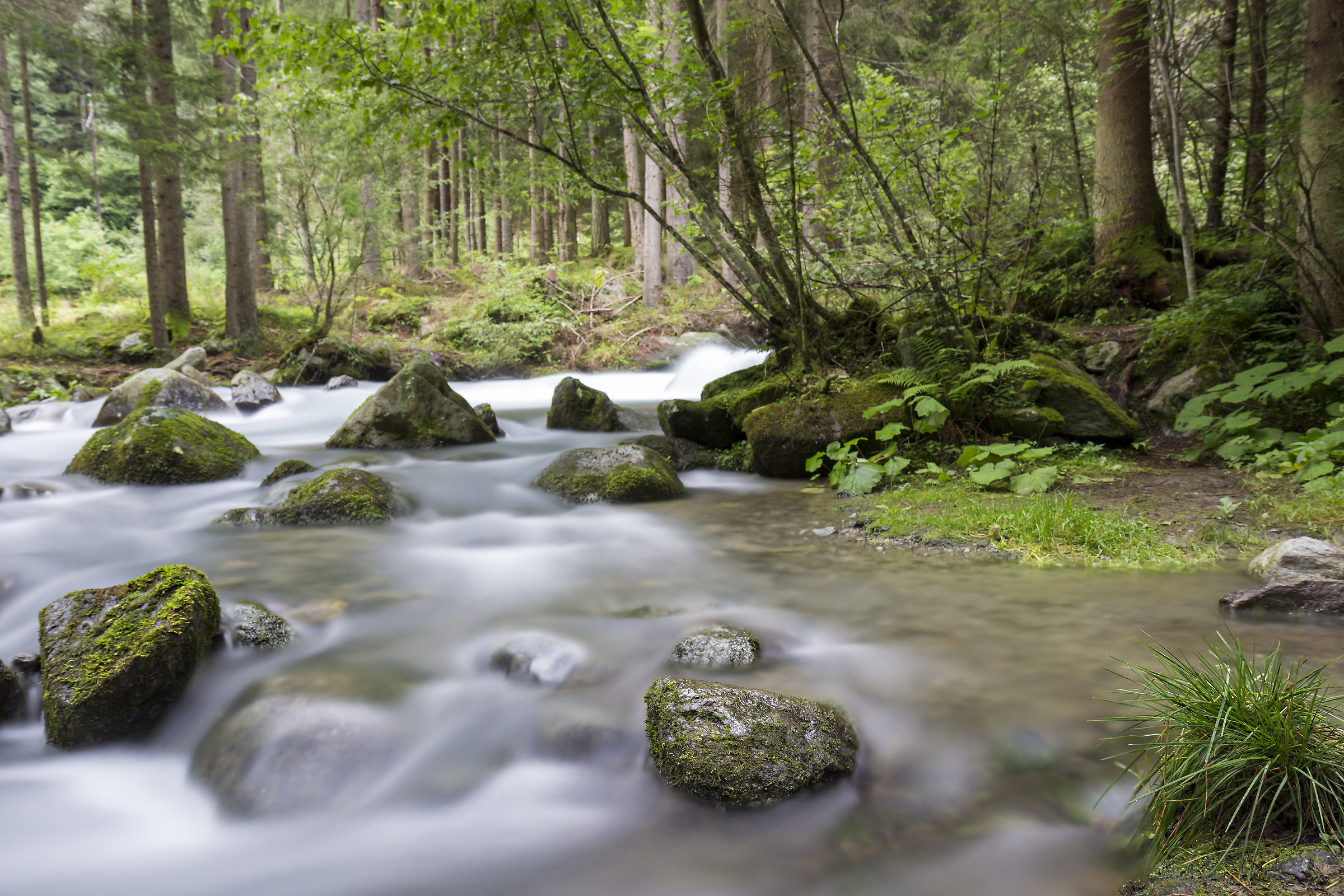 Torrente nel bosco
