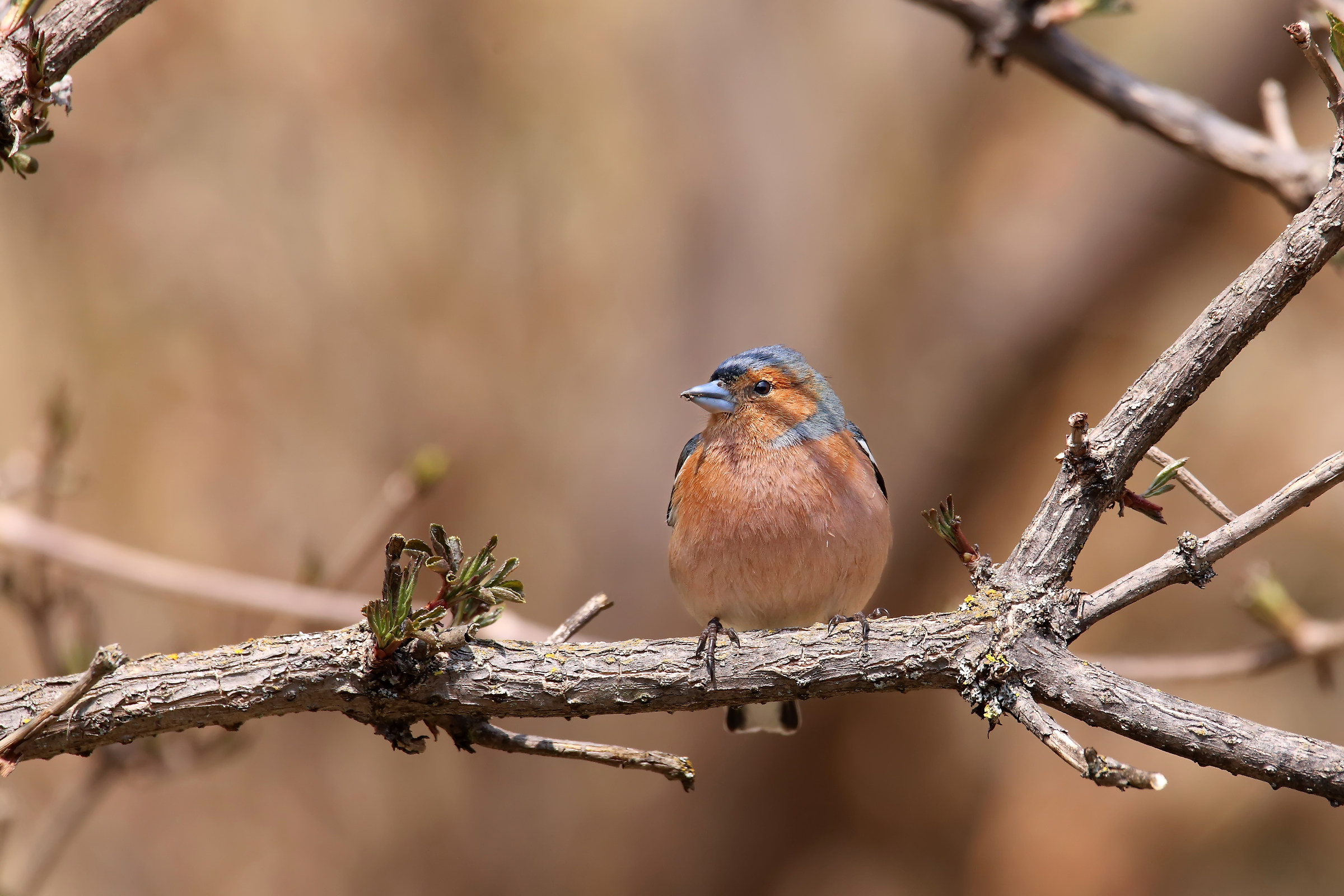 Environmental portrait of chaffinch M