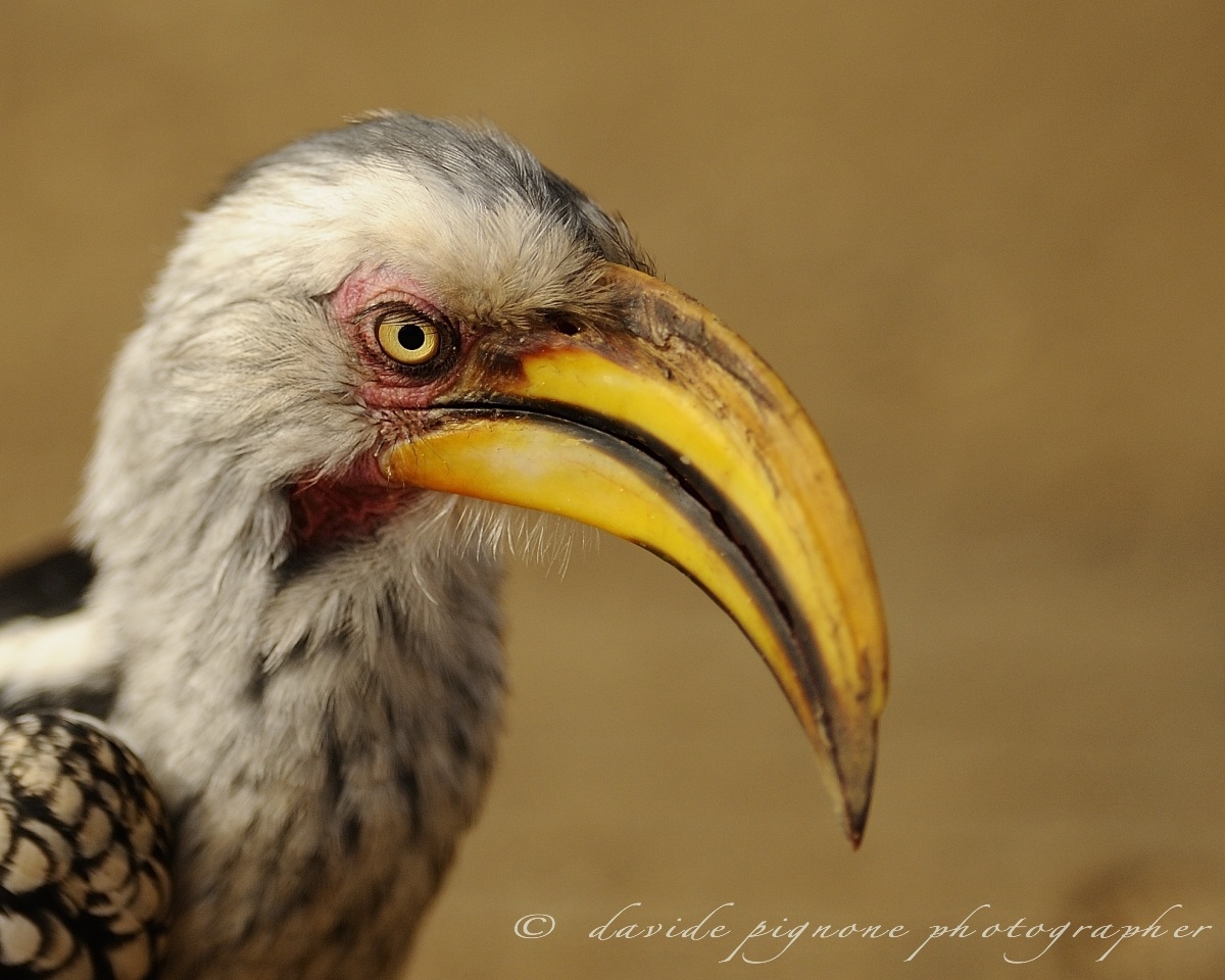 hornbill