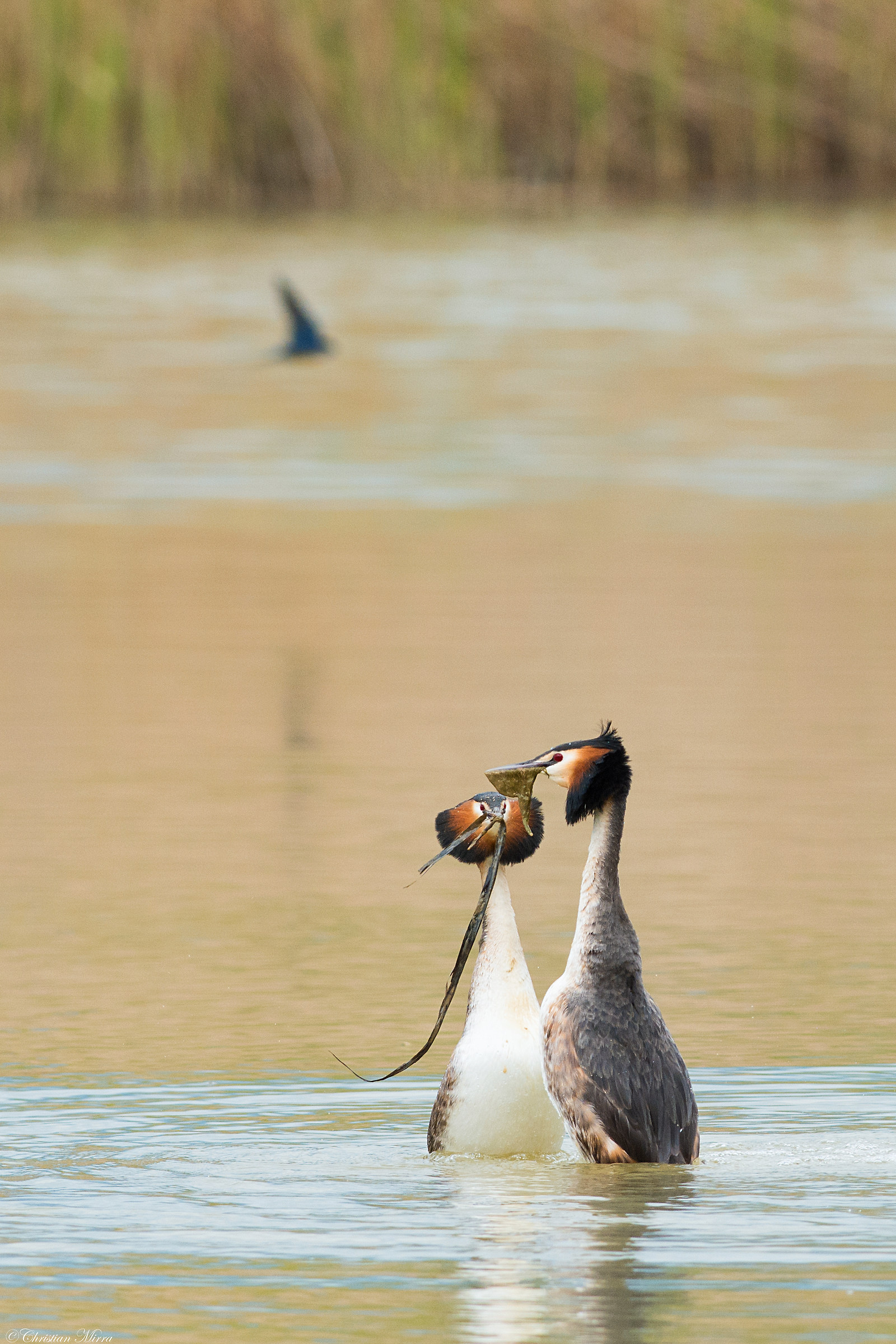 Love in the time of the swallows ...