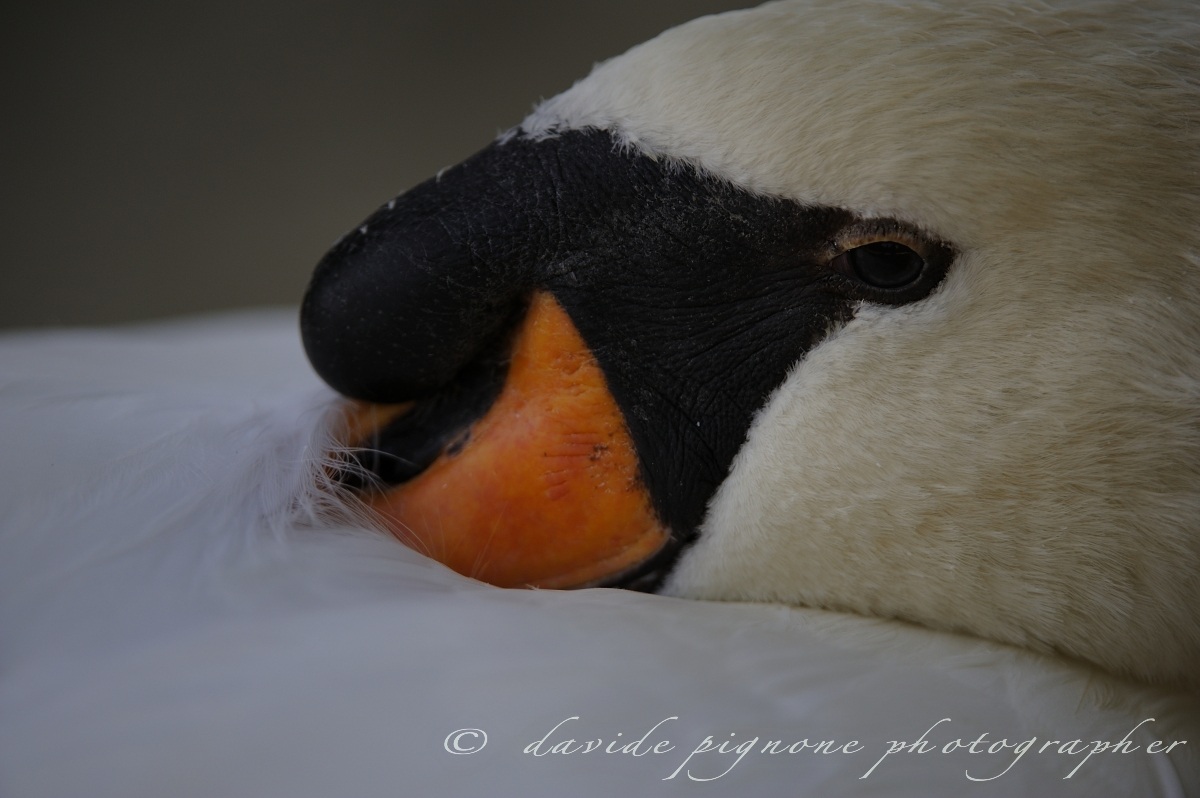Mute Swan (Cygnus olor)