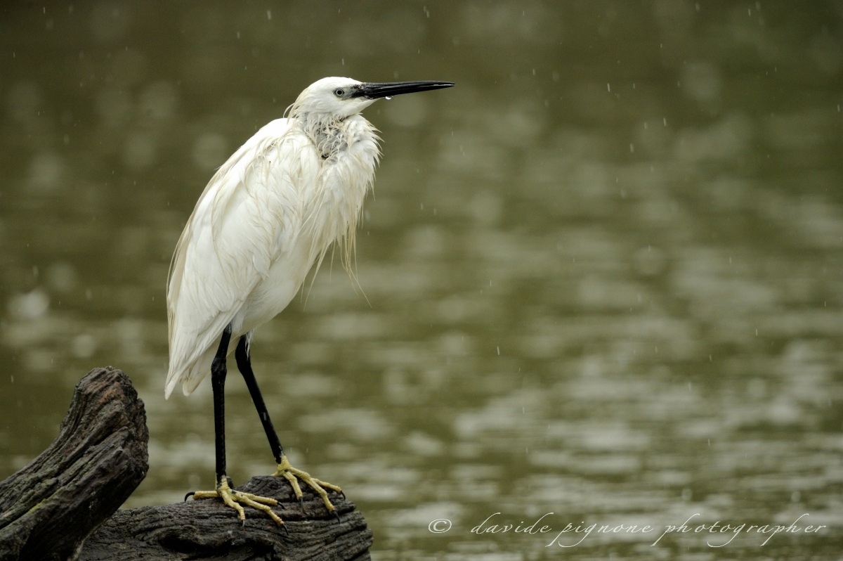 garzetta (egretta garzetta)