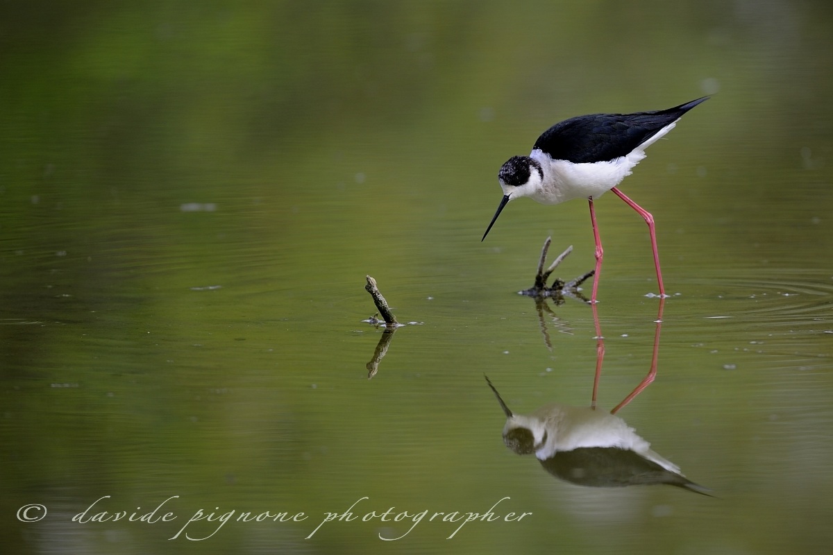 cavaliere d'italia (himantopus himantopus)