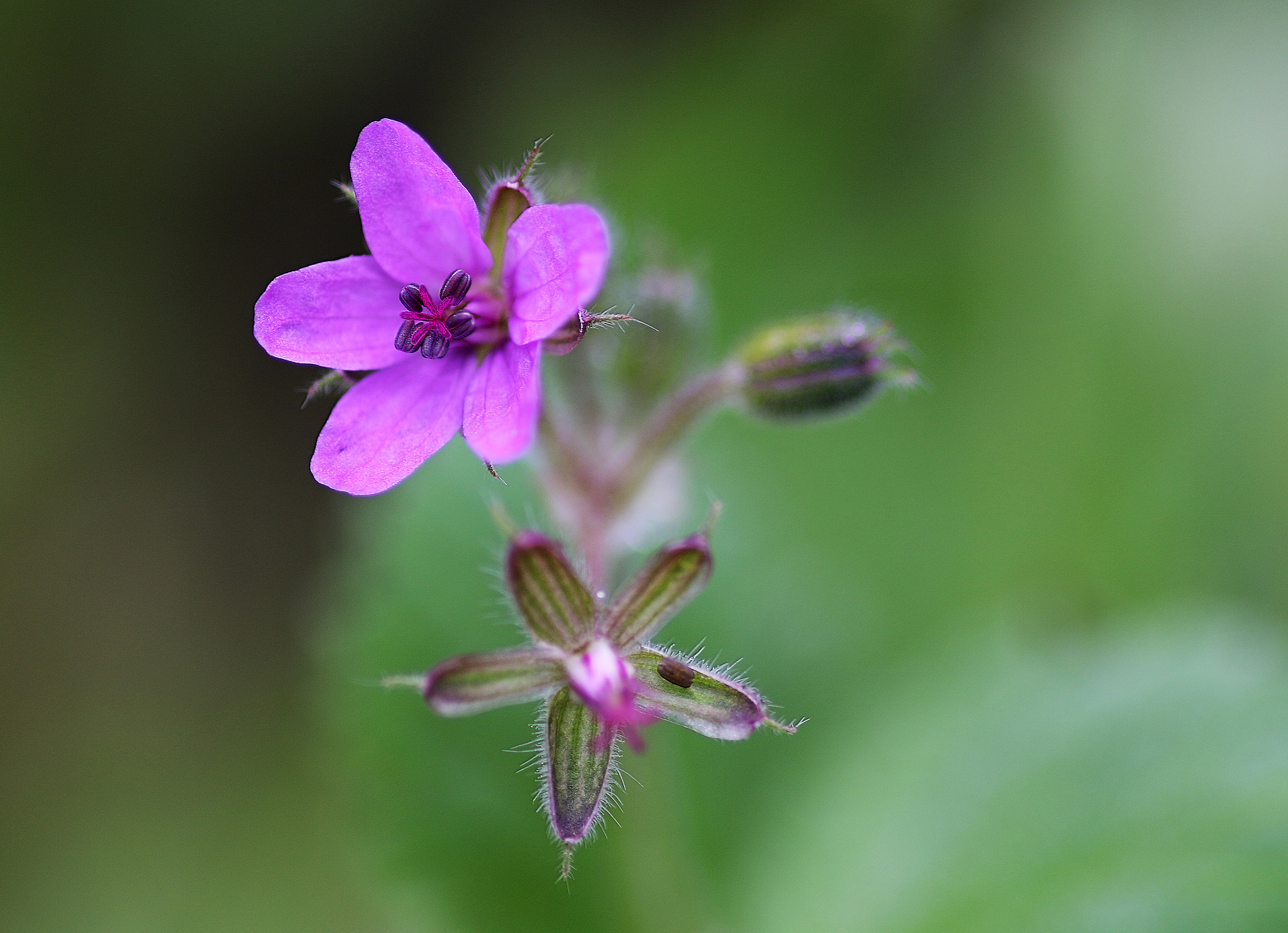 piccolo...grande fiore