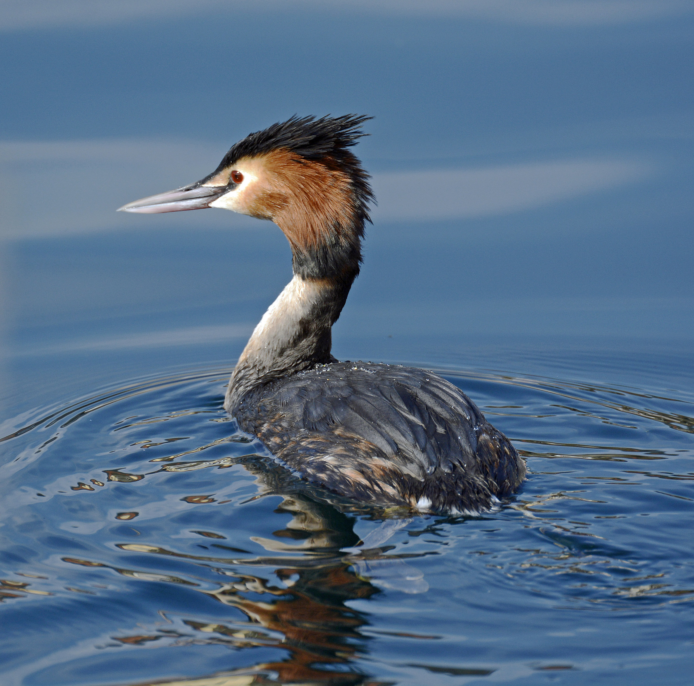 Grebe