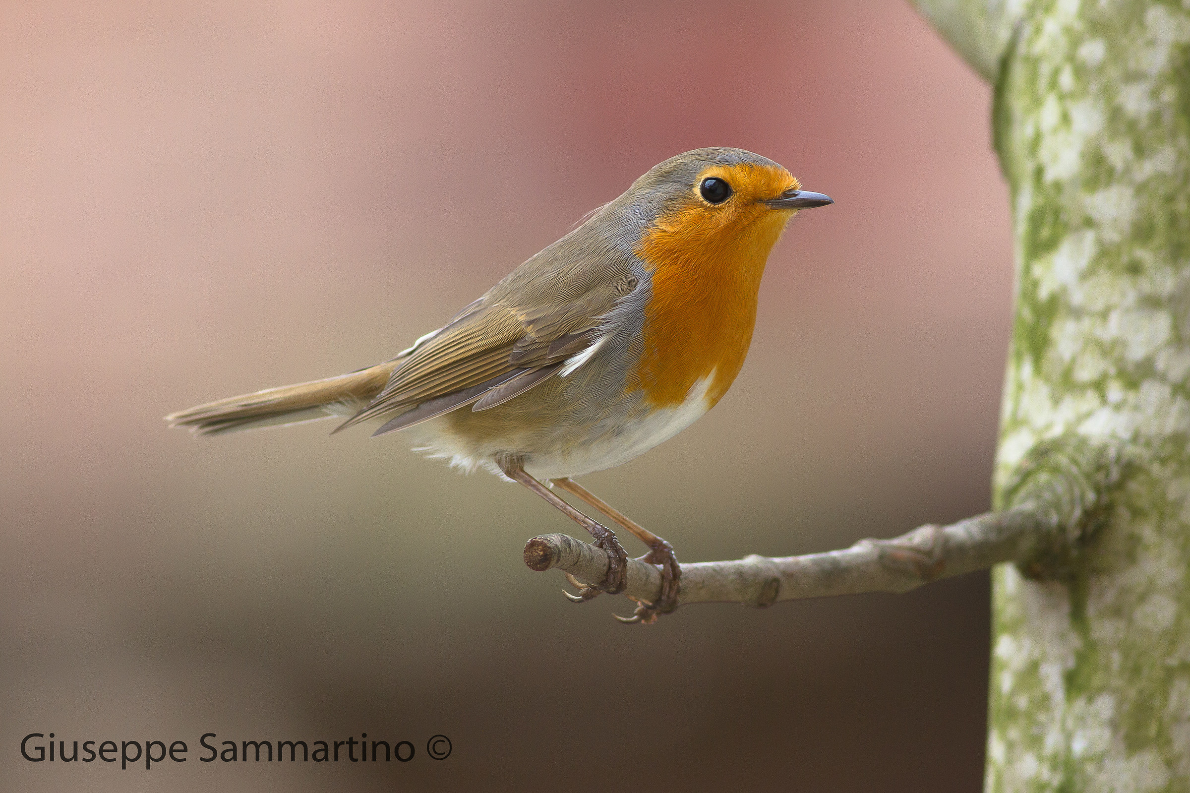 the orchard inhabitants