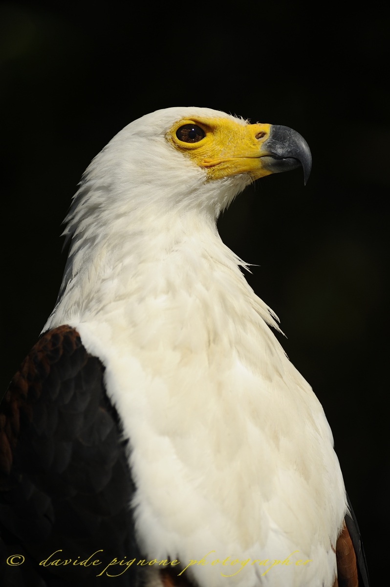 African Fish Eagle