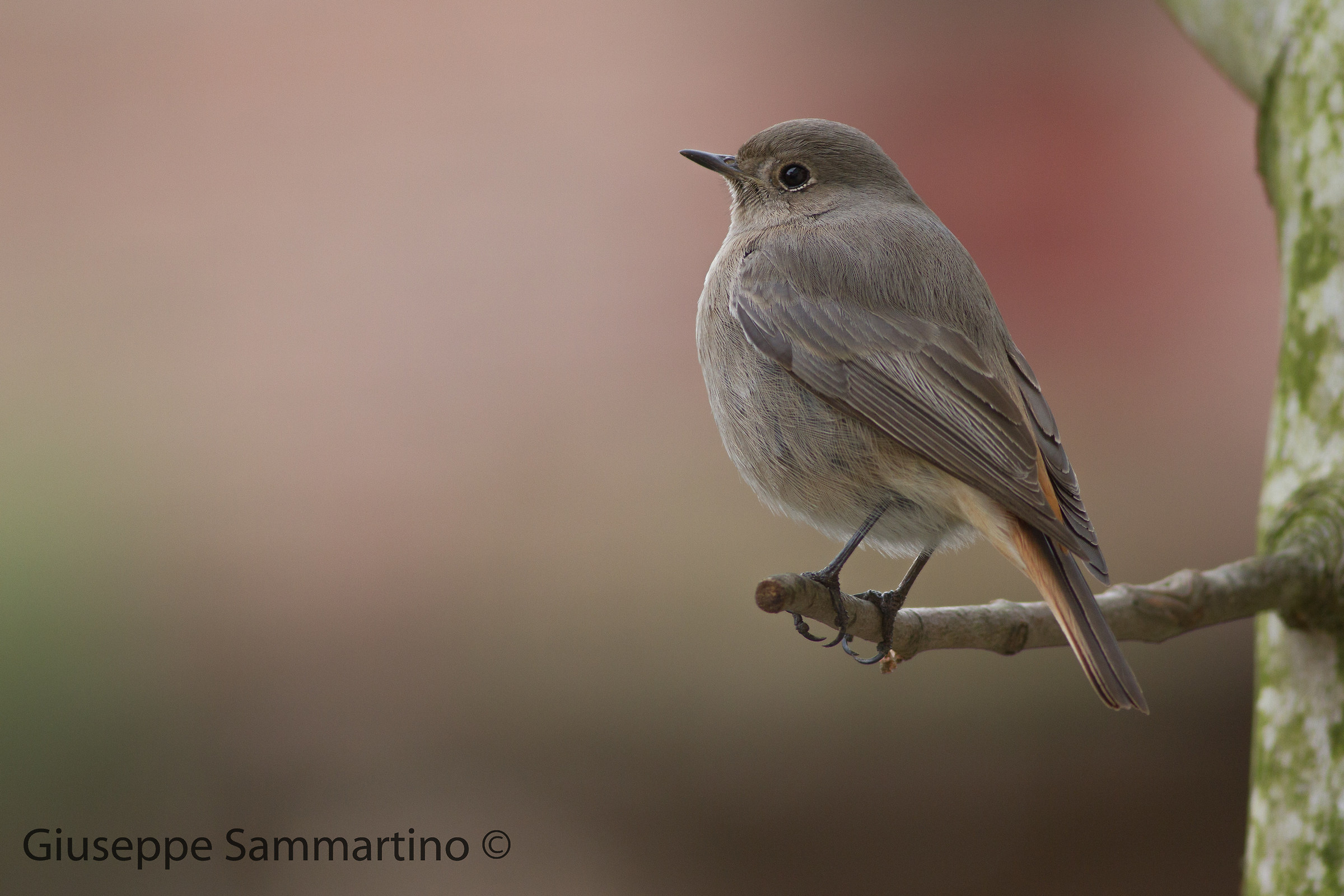 the orchard inhabitants