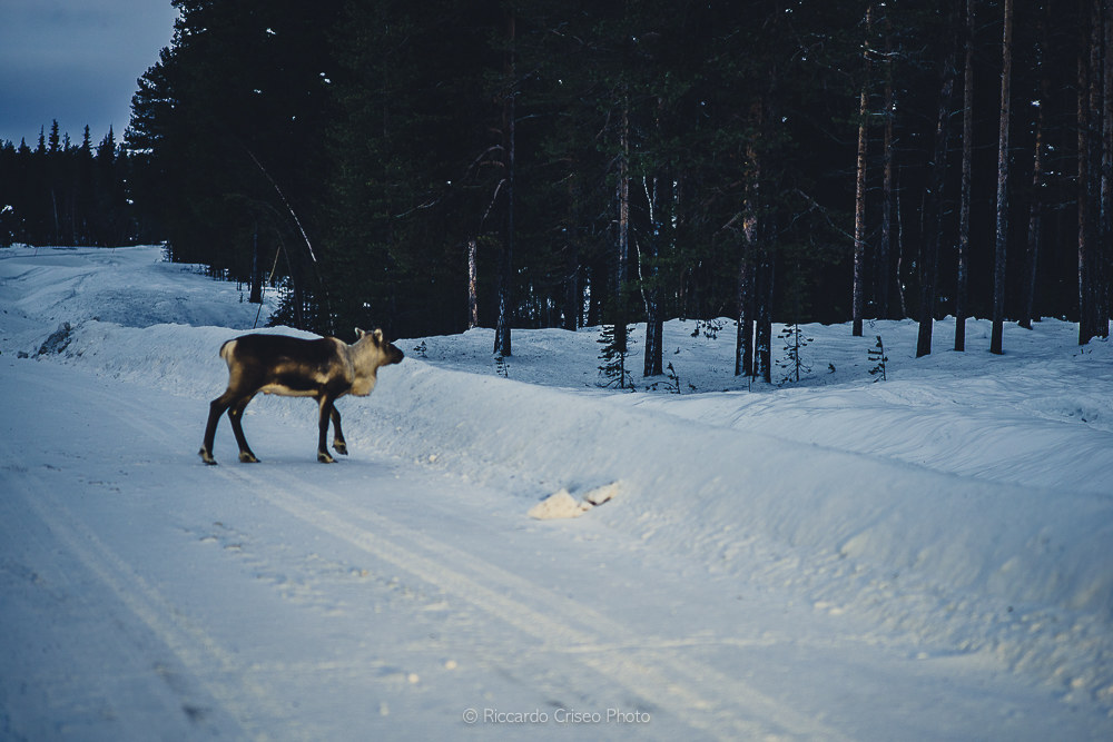 reindeer crossing