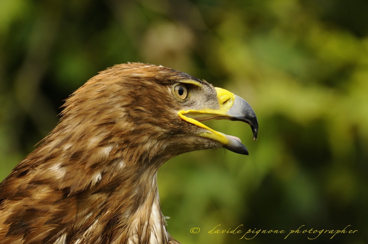 aquila reale (aquila chrysaetos)