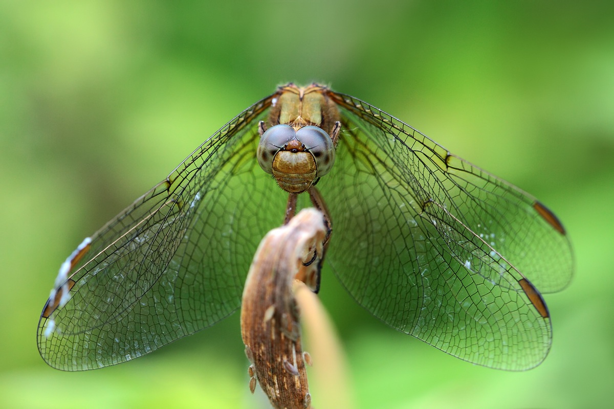 Orthetrum coerulescens frontale (femmina)