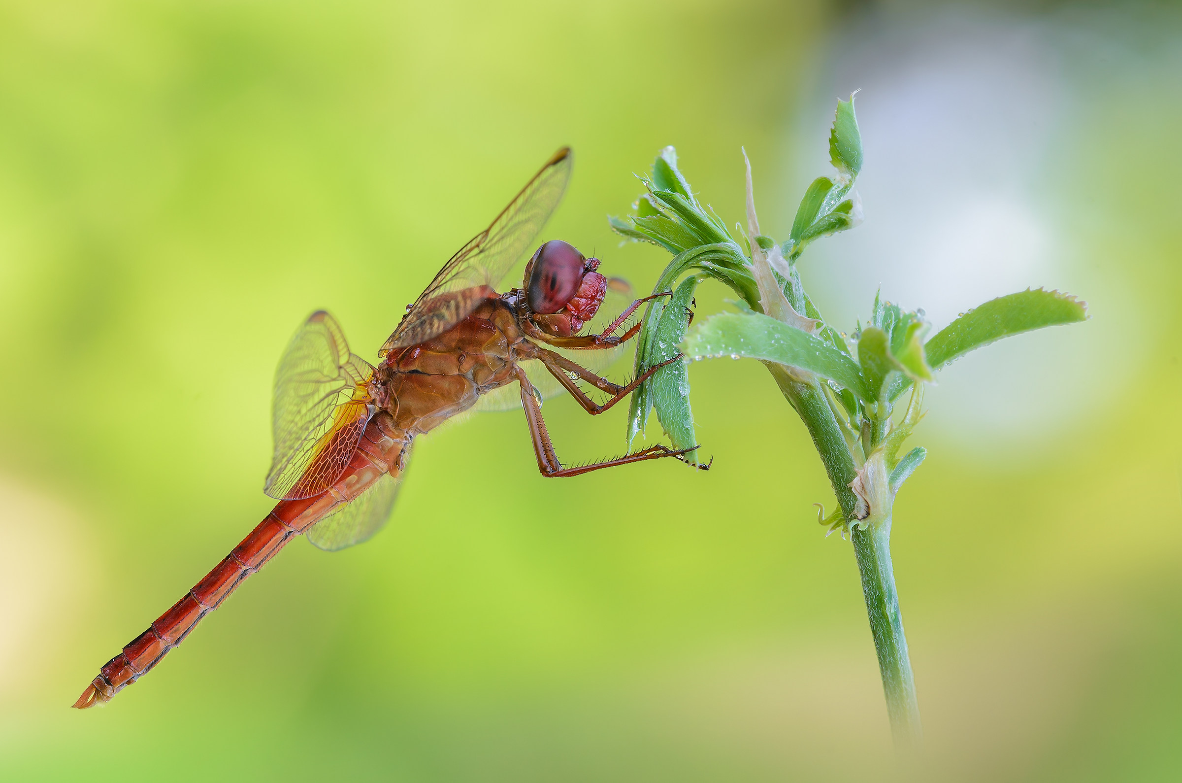 crocothemis erythraea