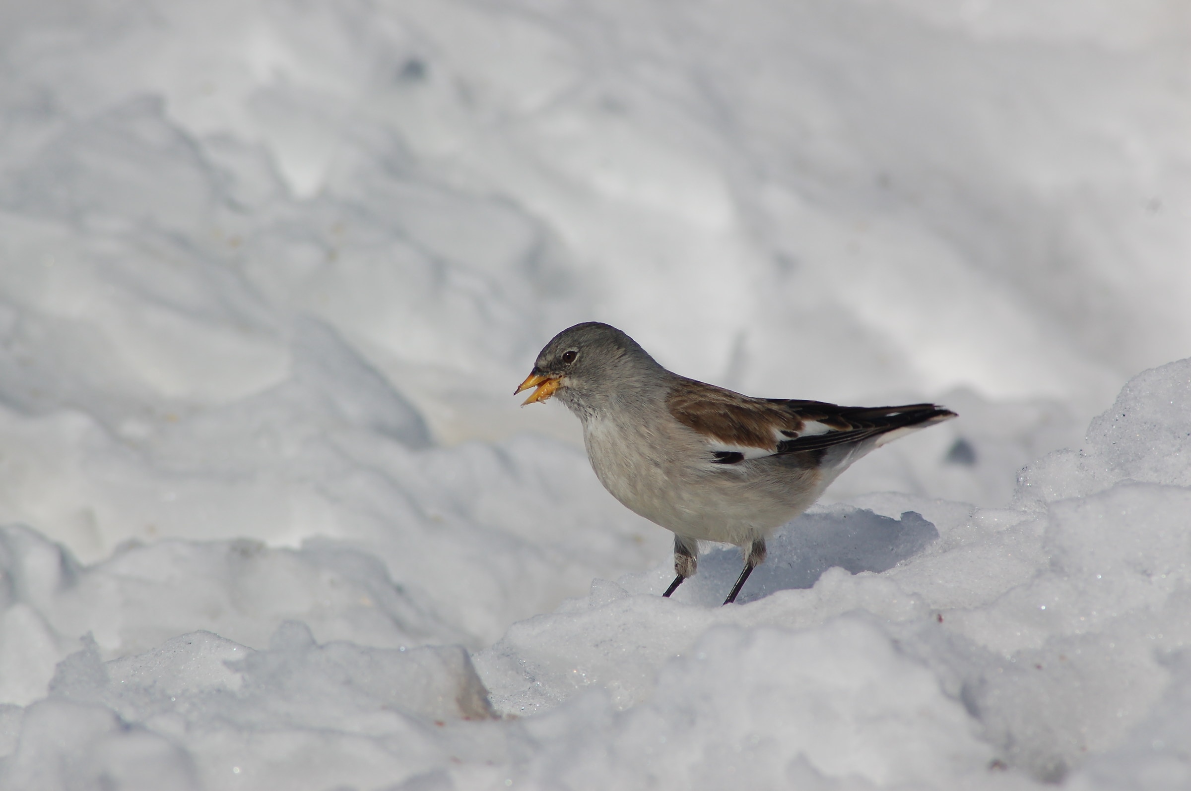 Alpine Chaffinch