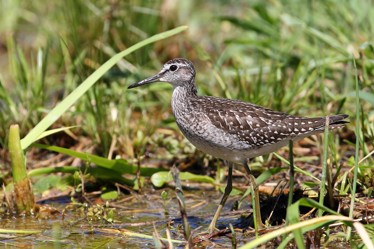 Wood Sandpiper