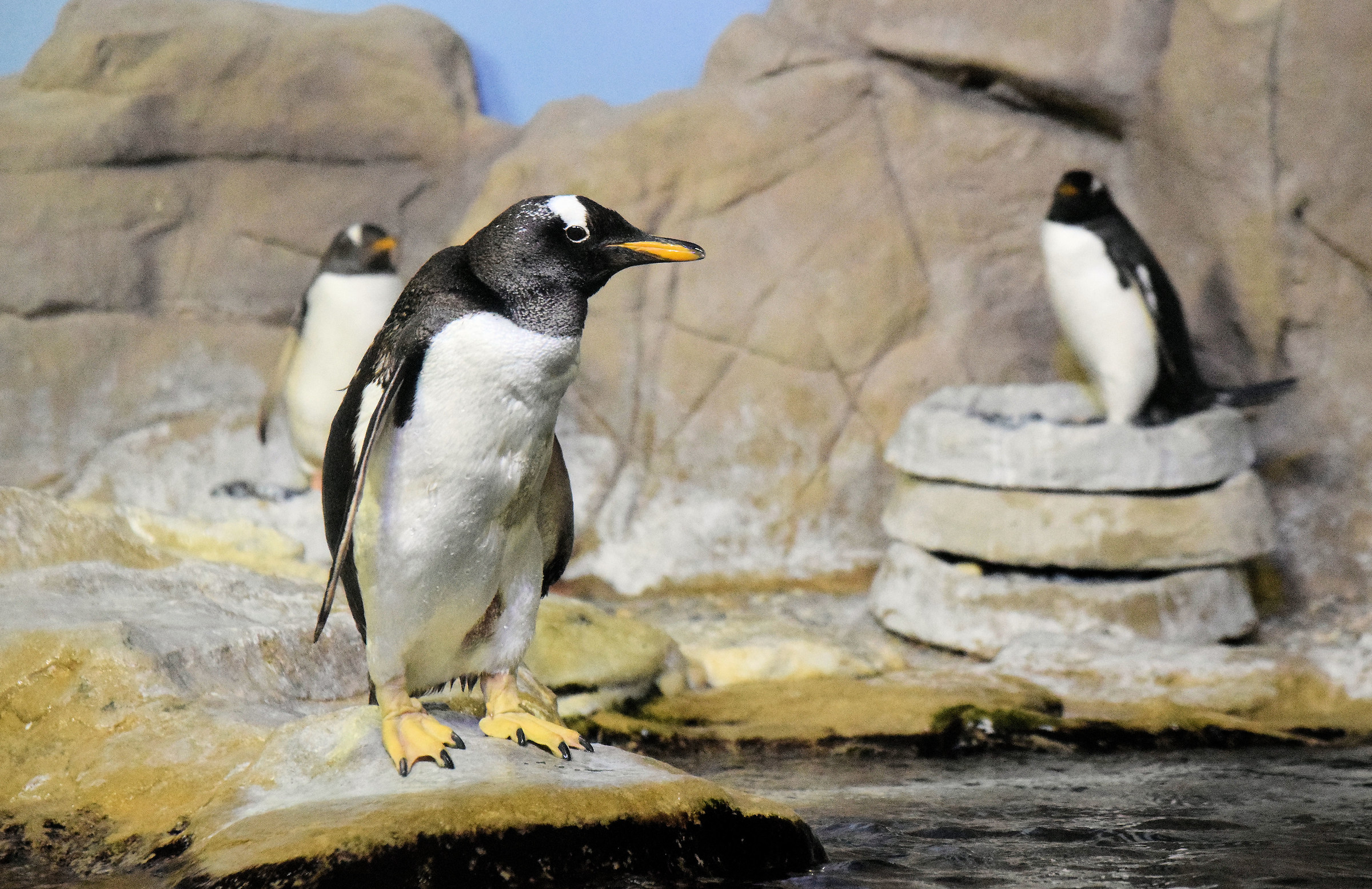 The Penguins of "Madagascar"