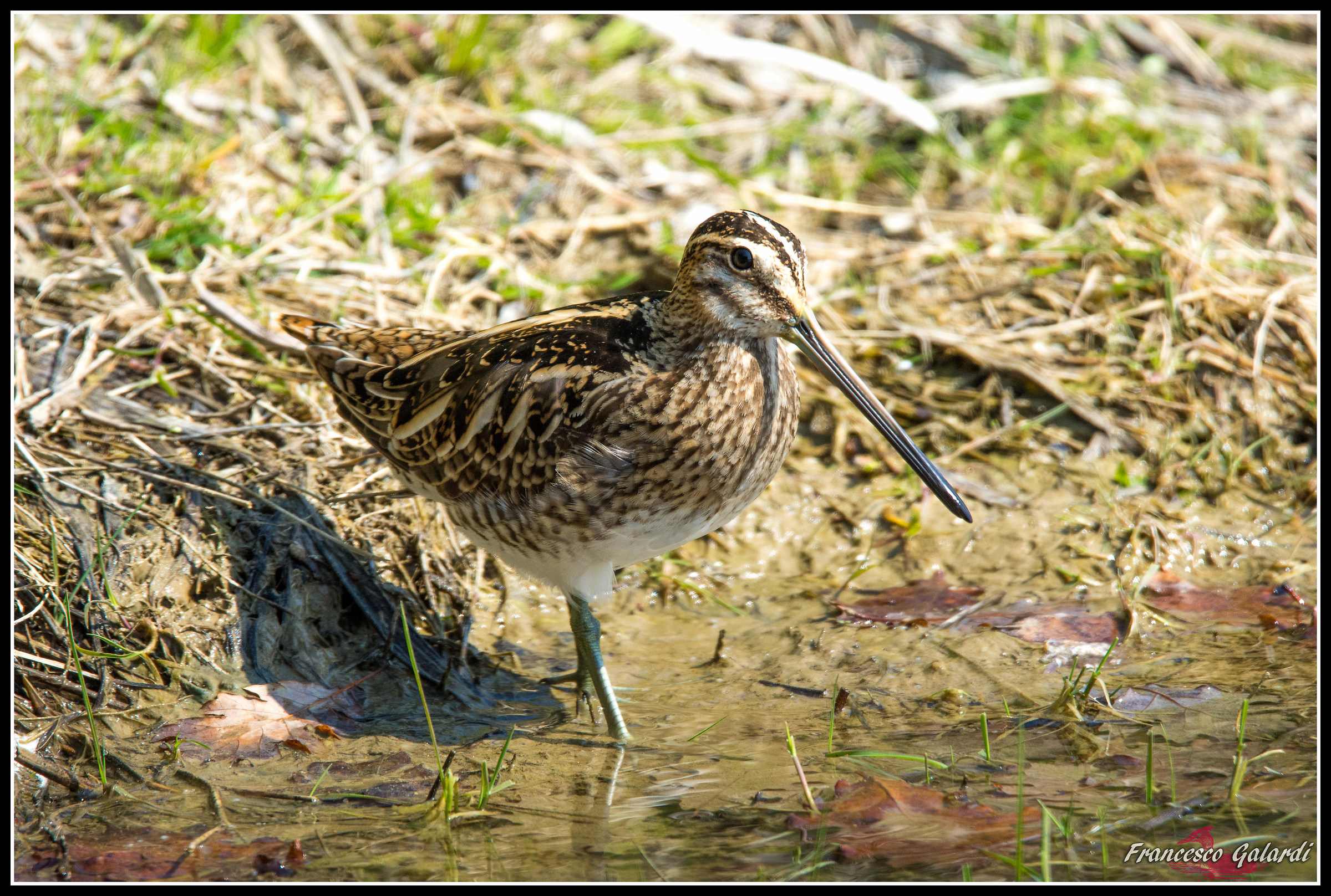 Beccaccino vicinissimo al capanno