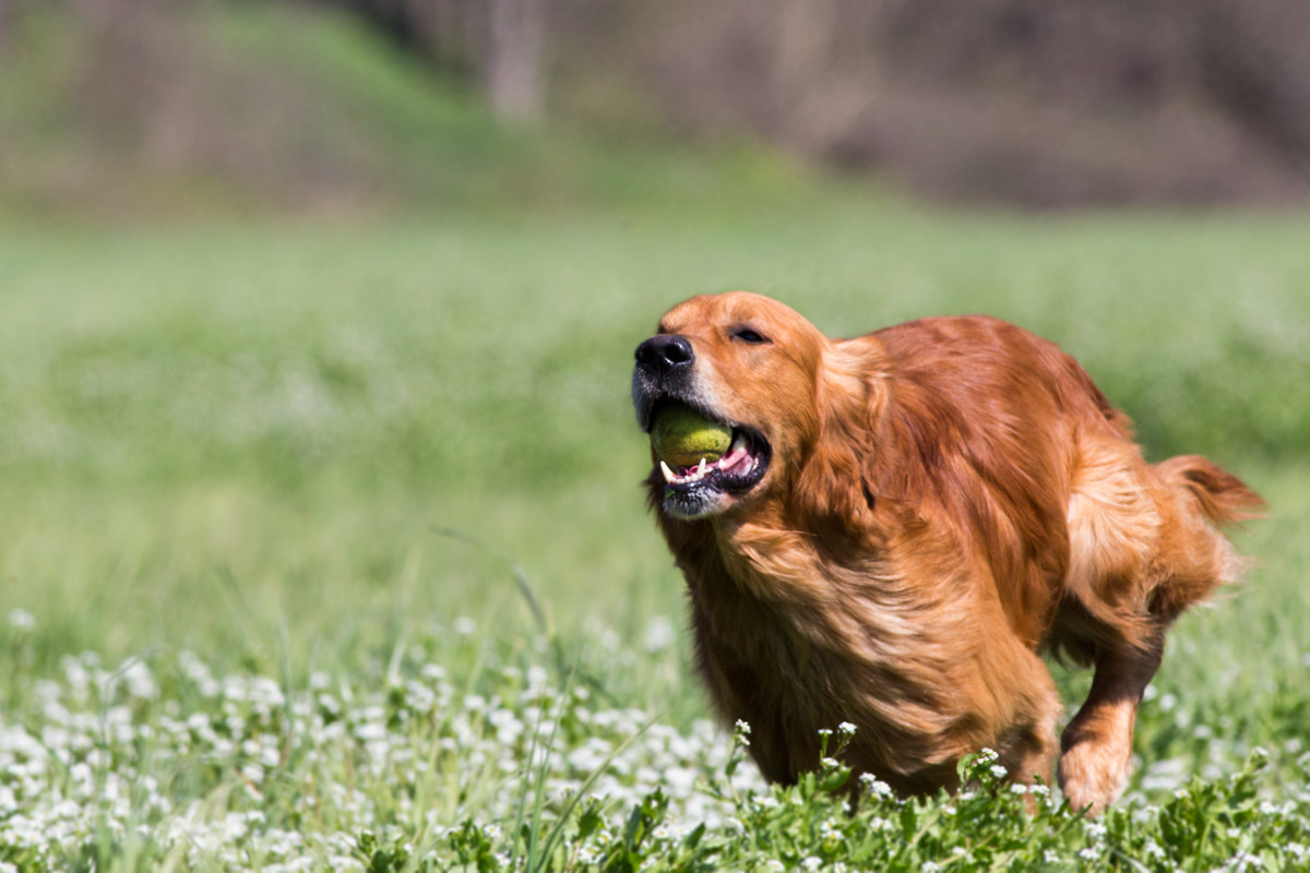 Running in the spring