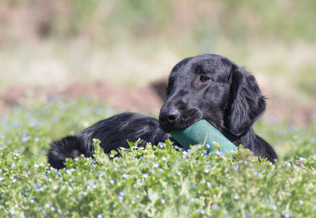 Flat-Coated Retriever