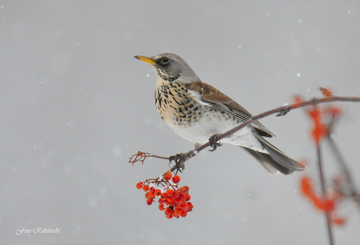 The Griva .. .. on rowan ...