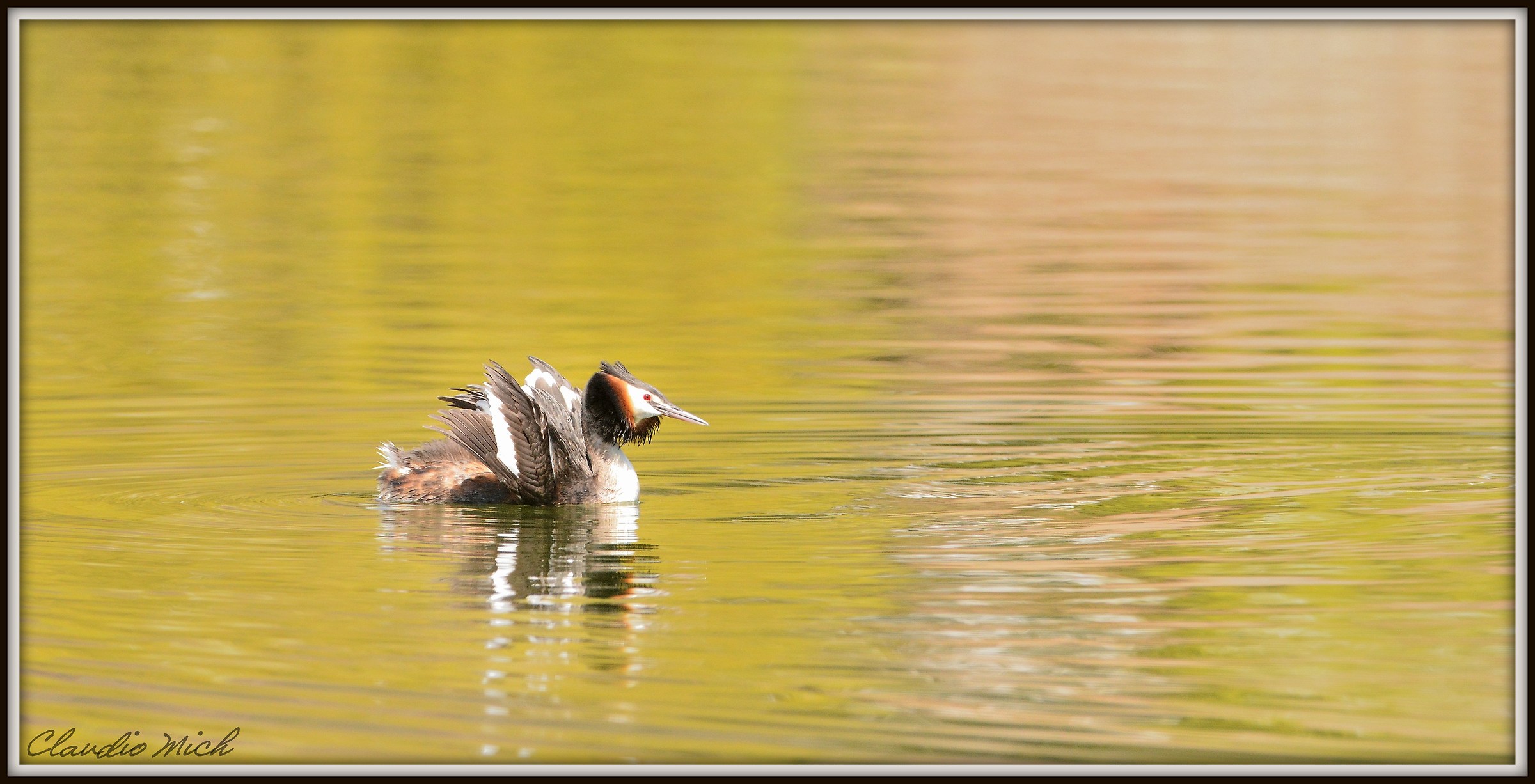 Grebe