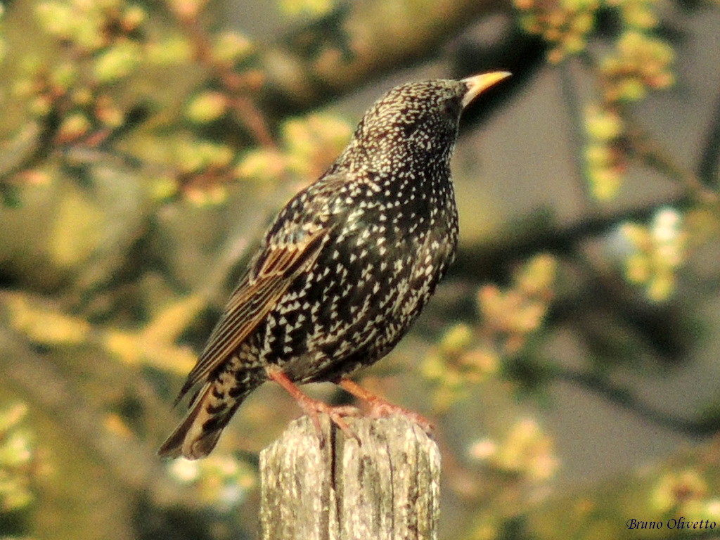 sturnus vulgaris (storno)