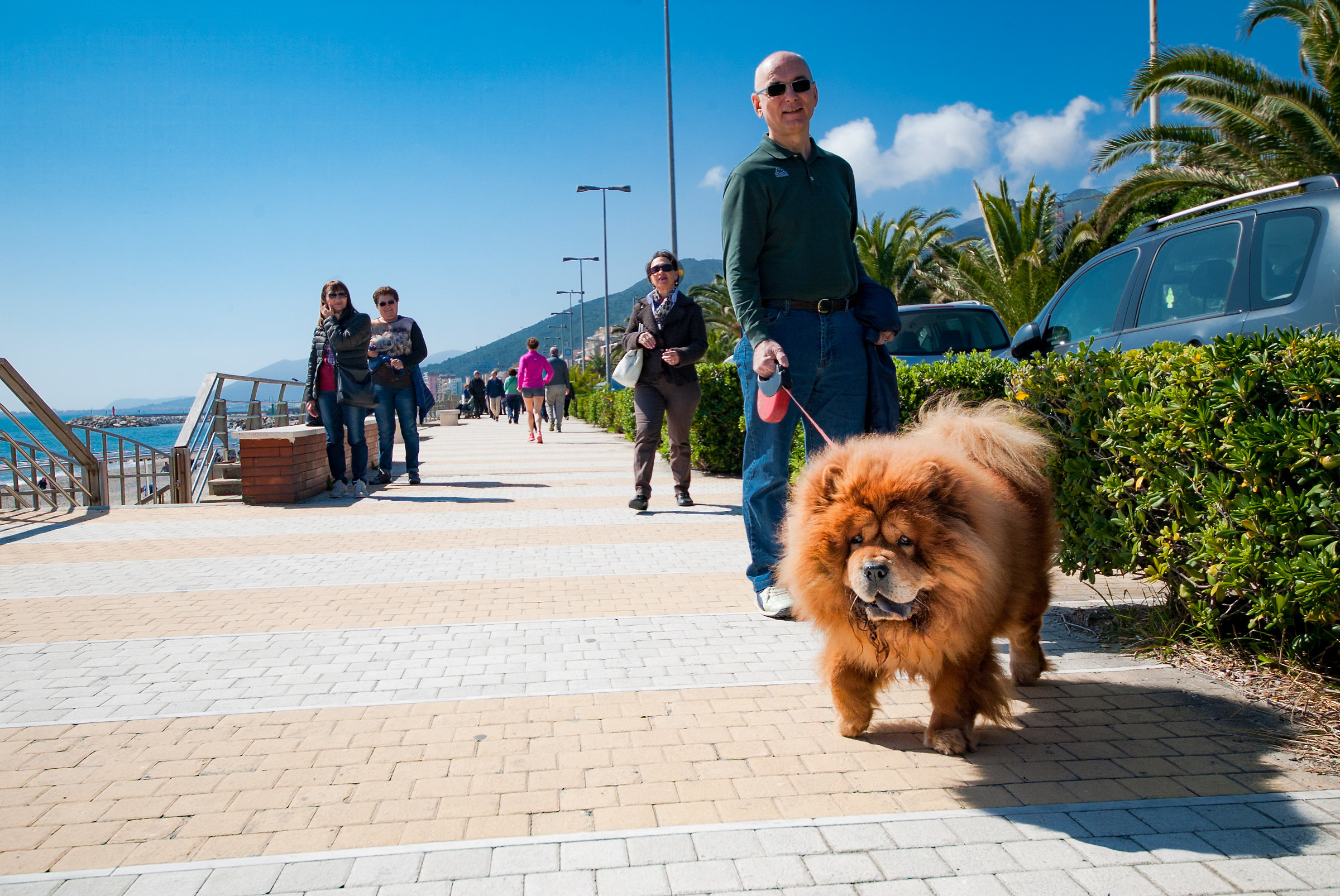 A Chow Chow to the sea