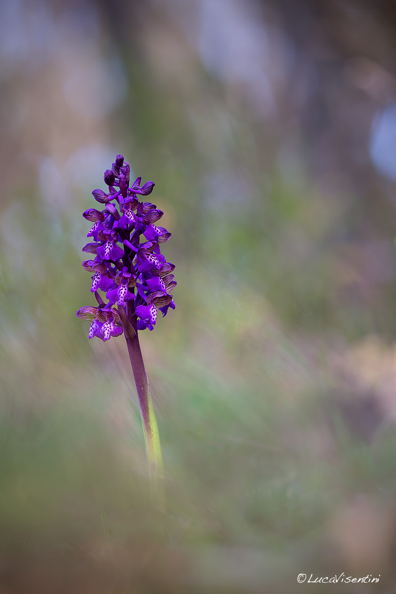 Anacamptis morio