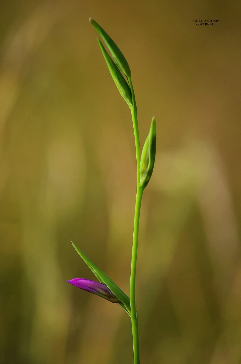 Nature's magnificence