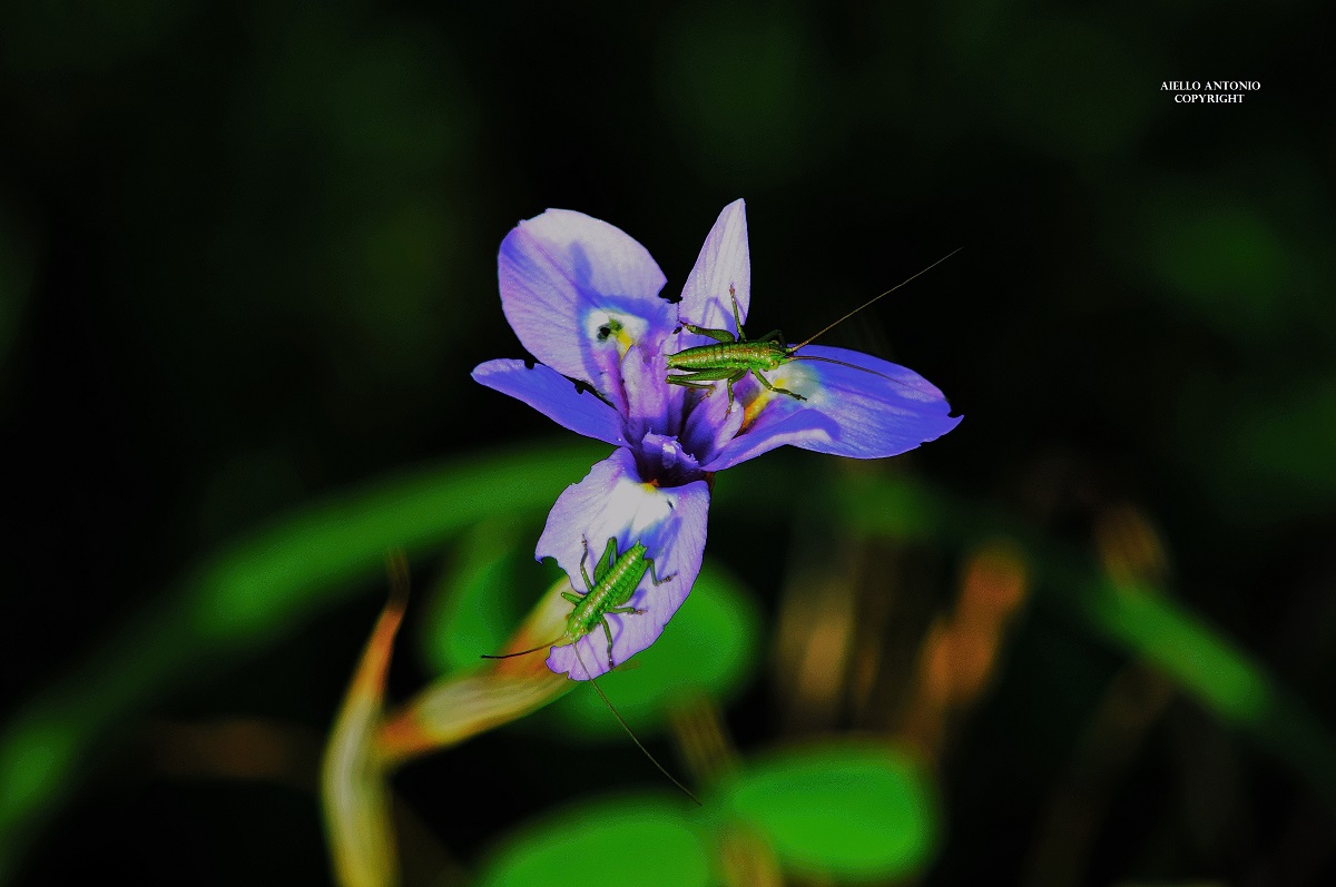 Nature's magnificence