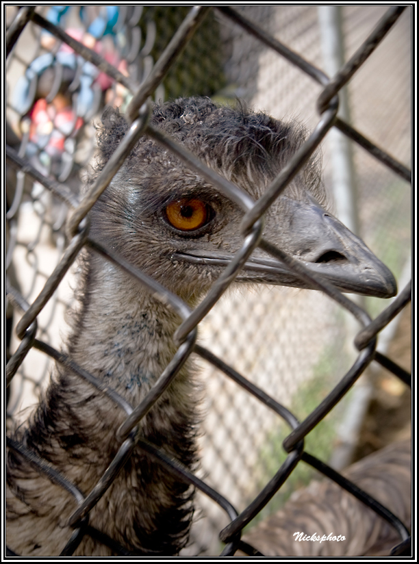 Emu