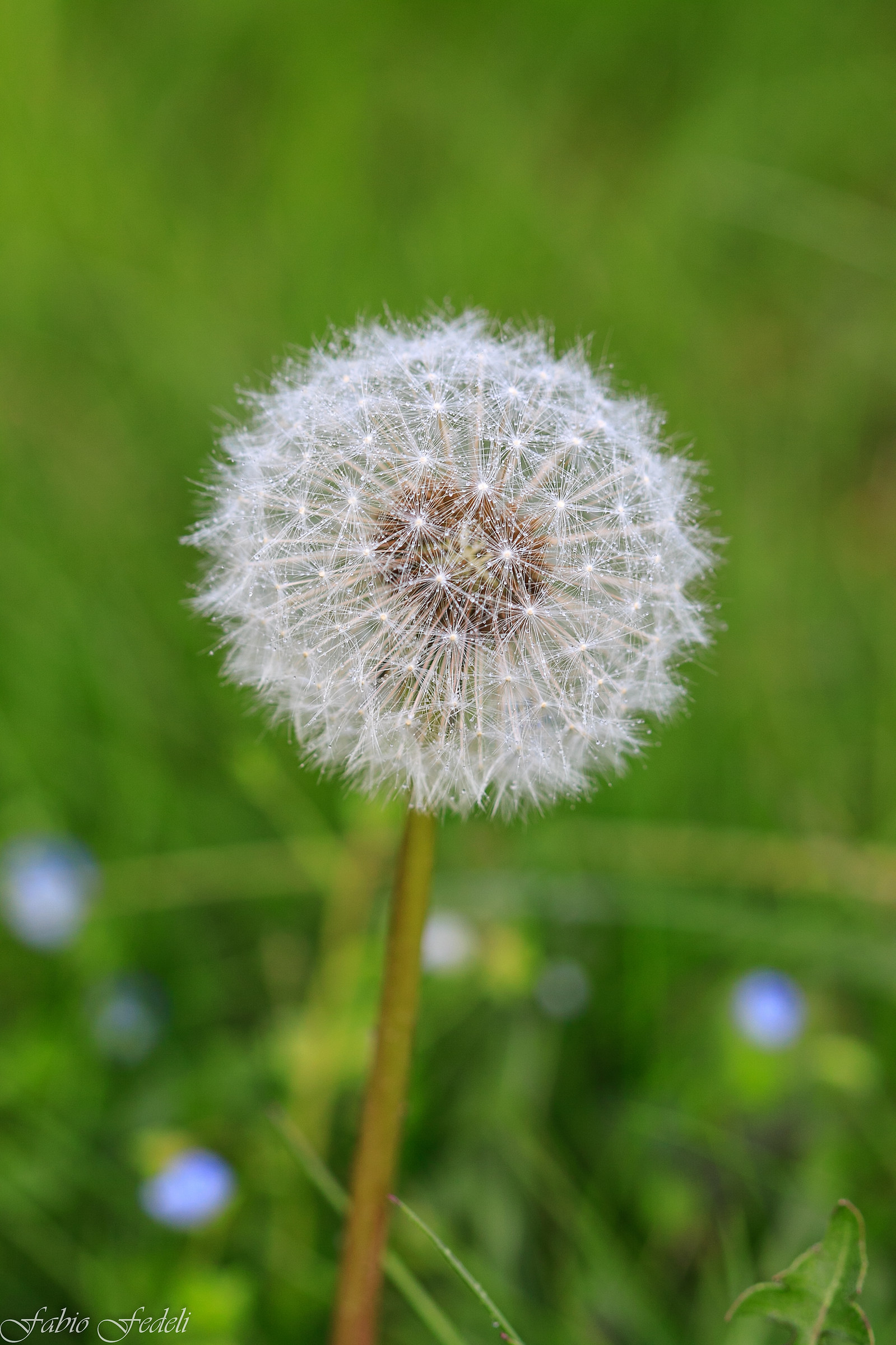 dandelion