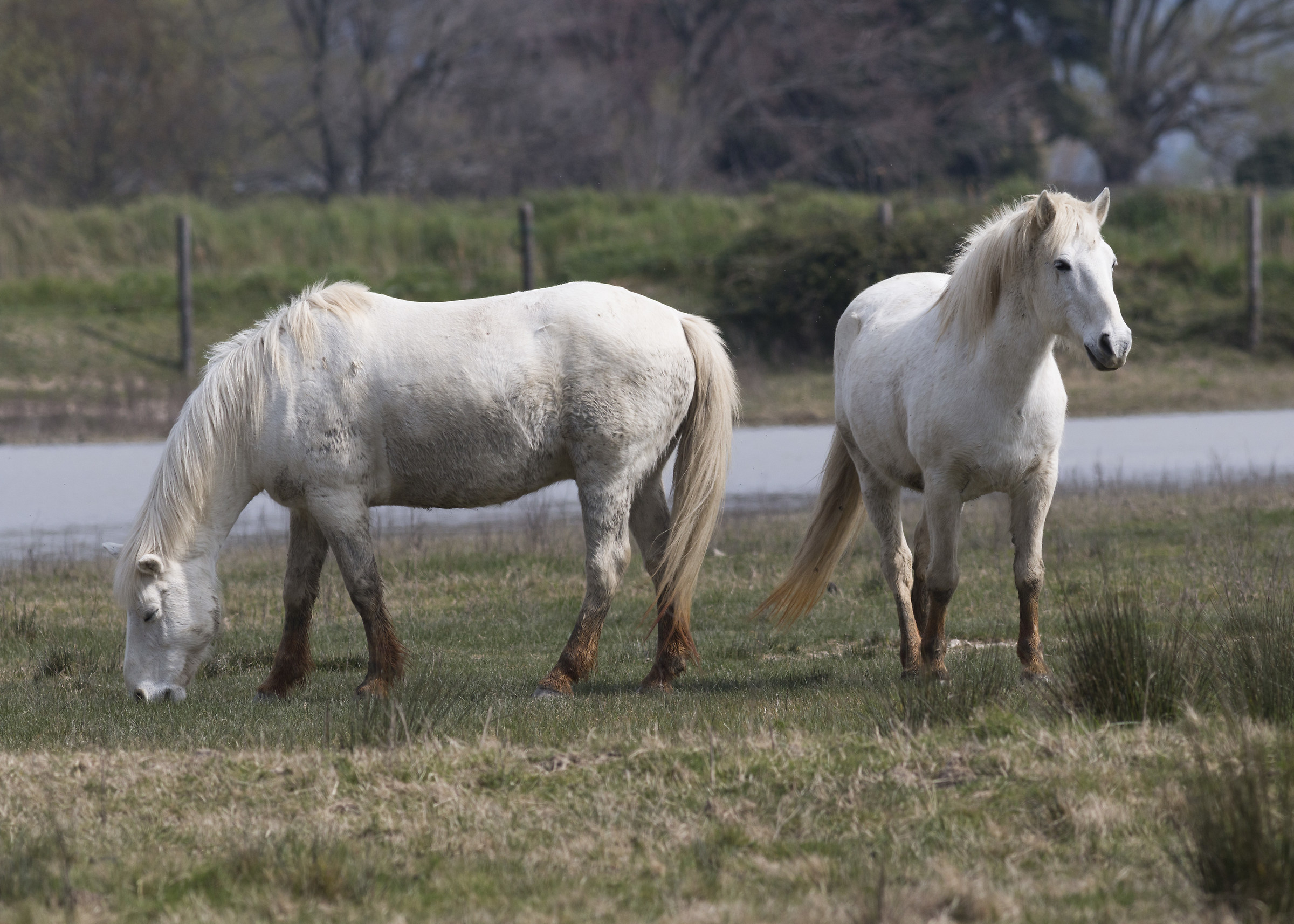 camargue horses