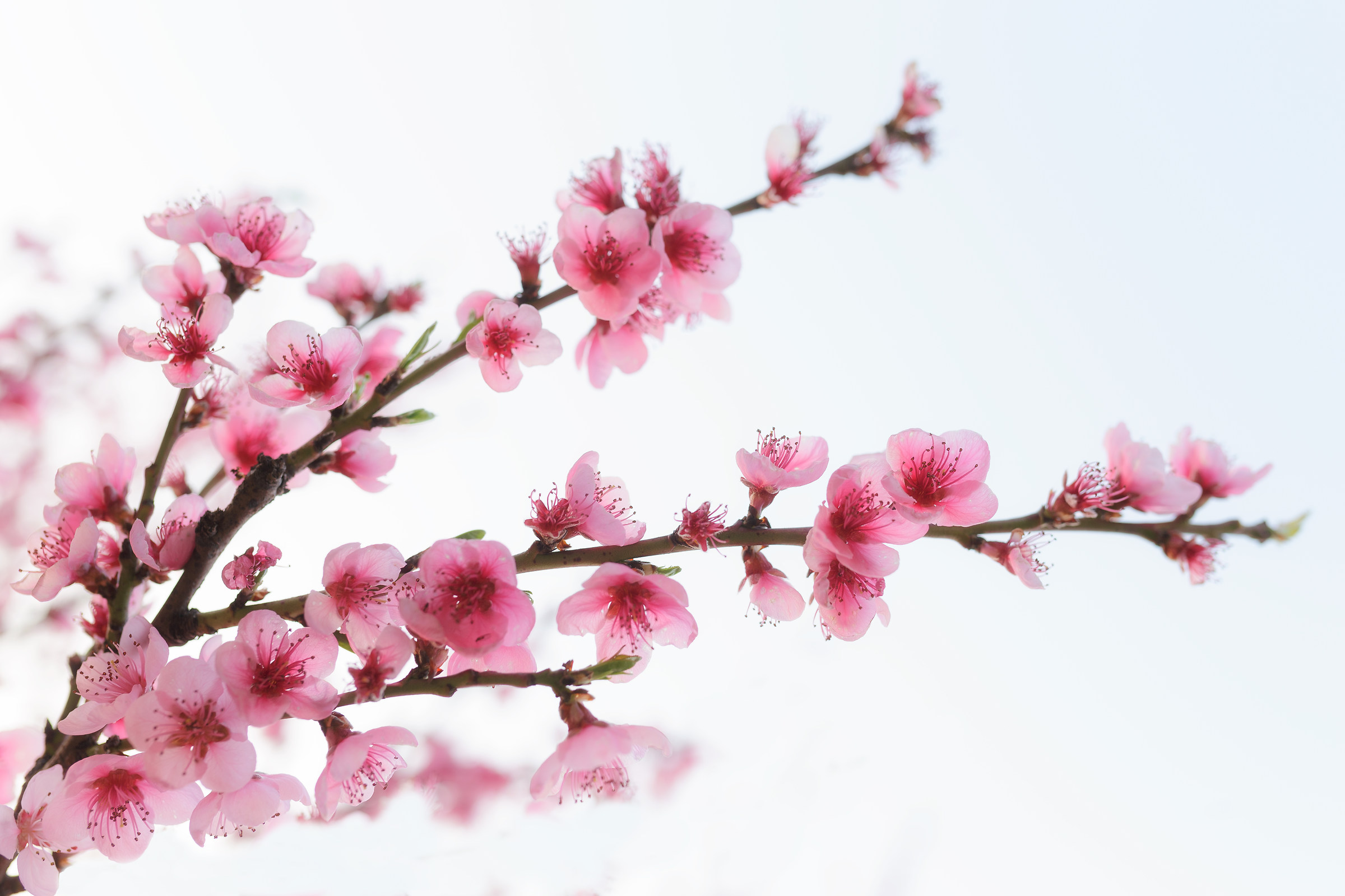 Spring is a simple thing