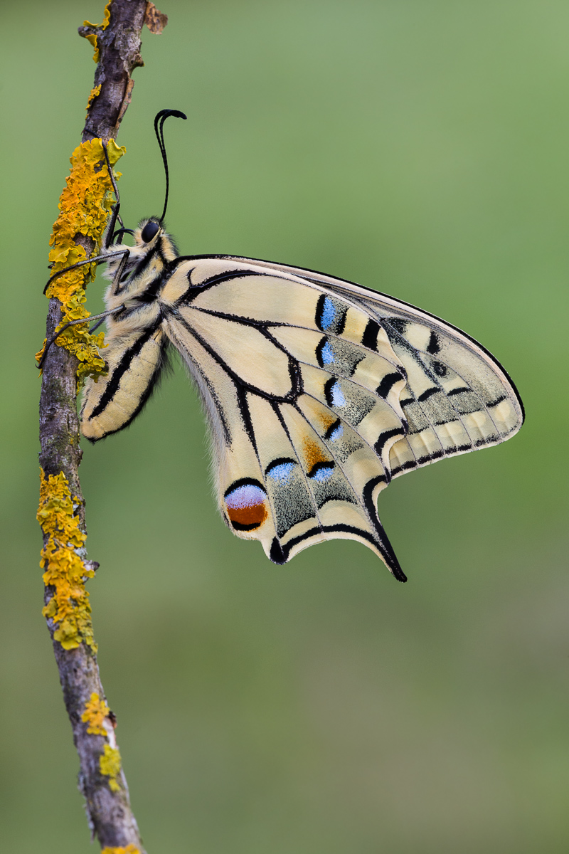 Macaone (Papilio machaon) sfarfallato da poco...
