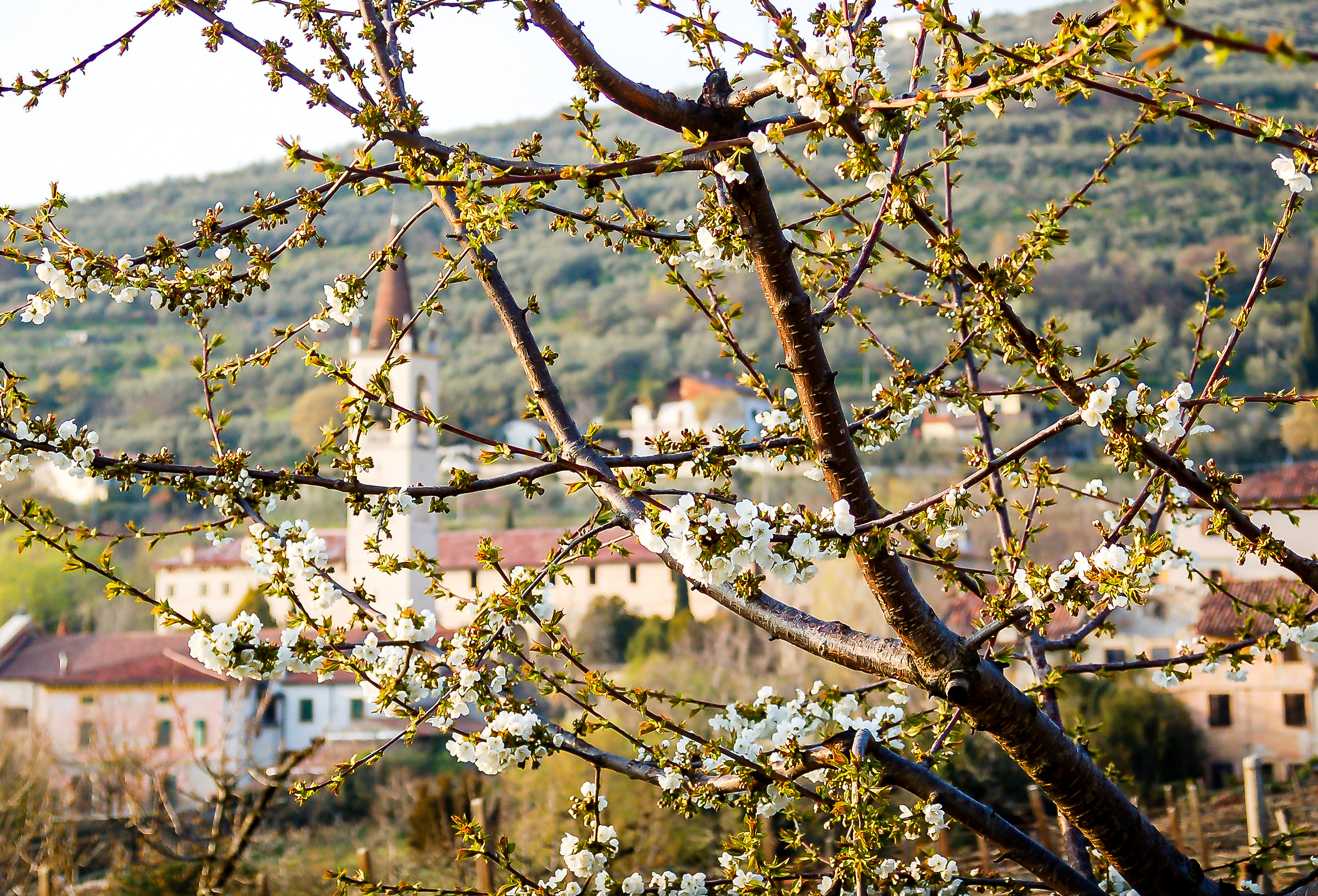 Santa Maria in Stelle - Verona