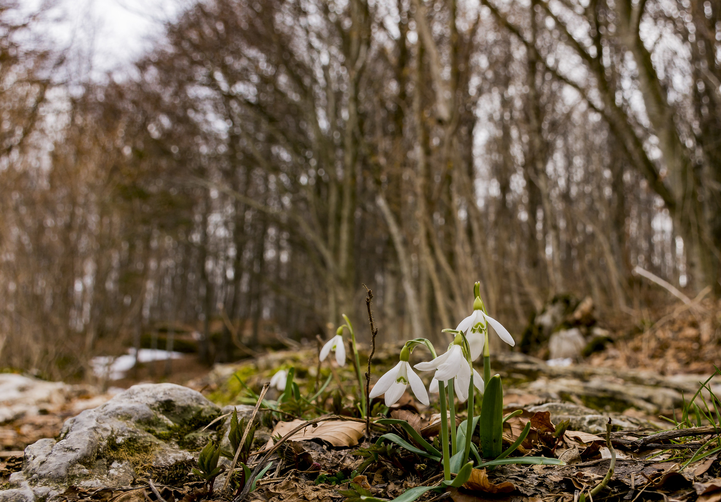 Snowdrop
