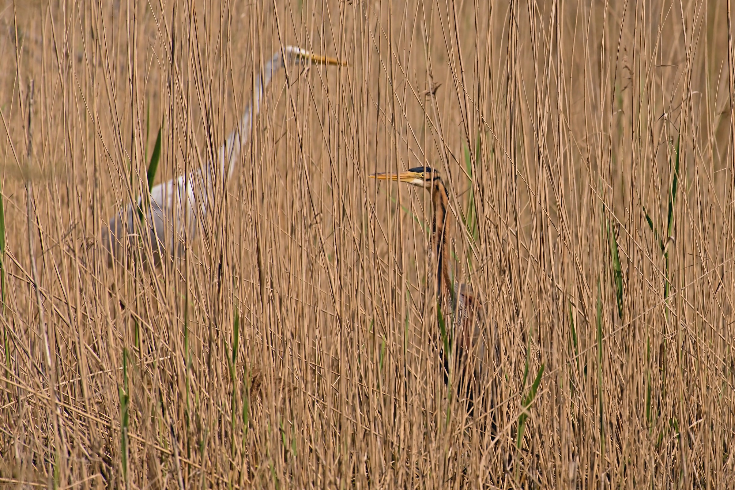 The White and Red behind the curtain