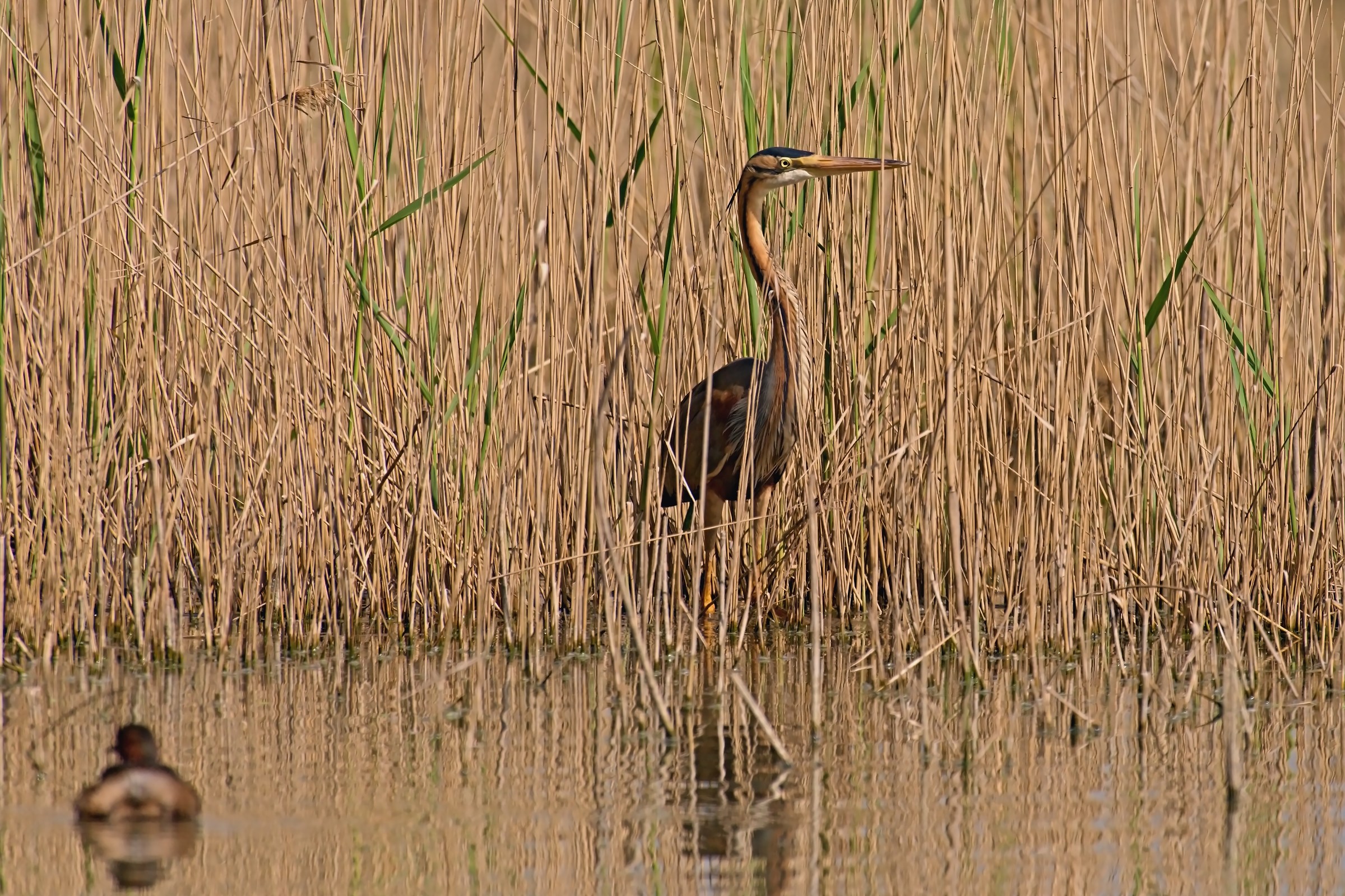 The Red and the Little Grebe
