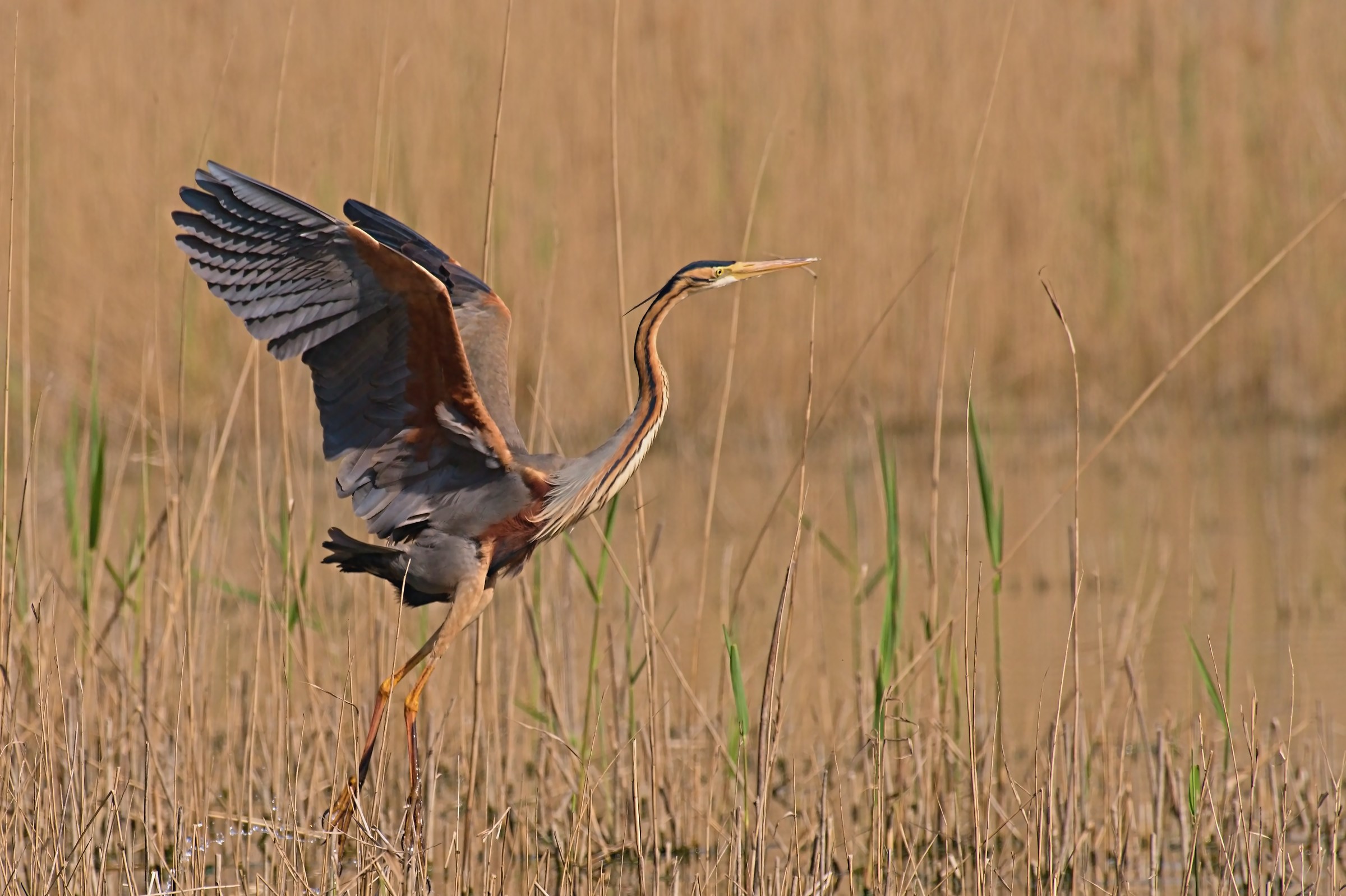 The detachment of the Red