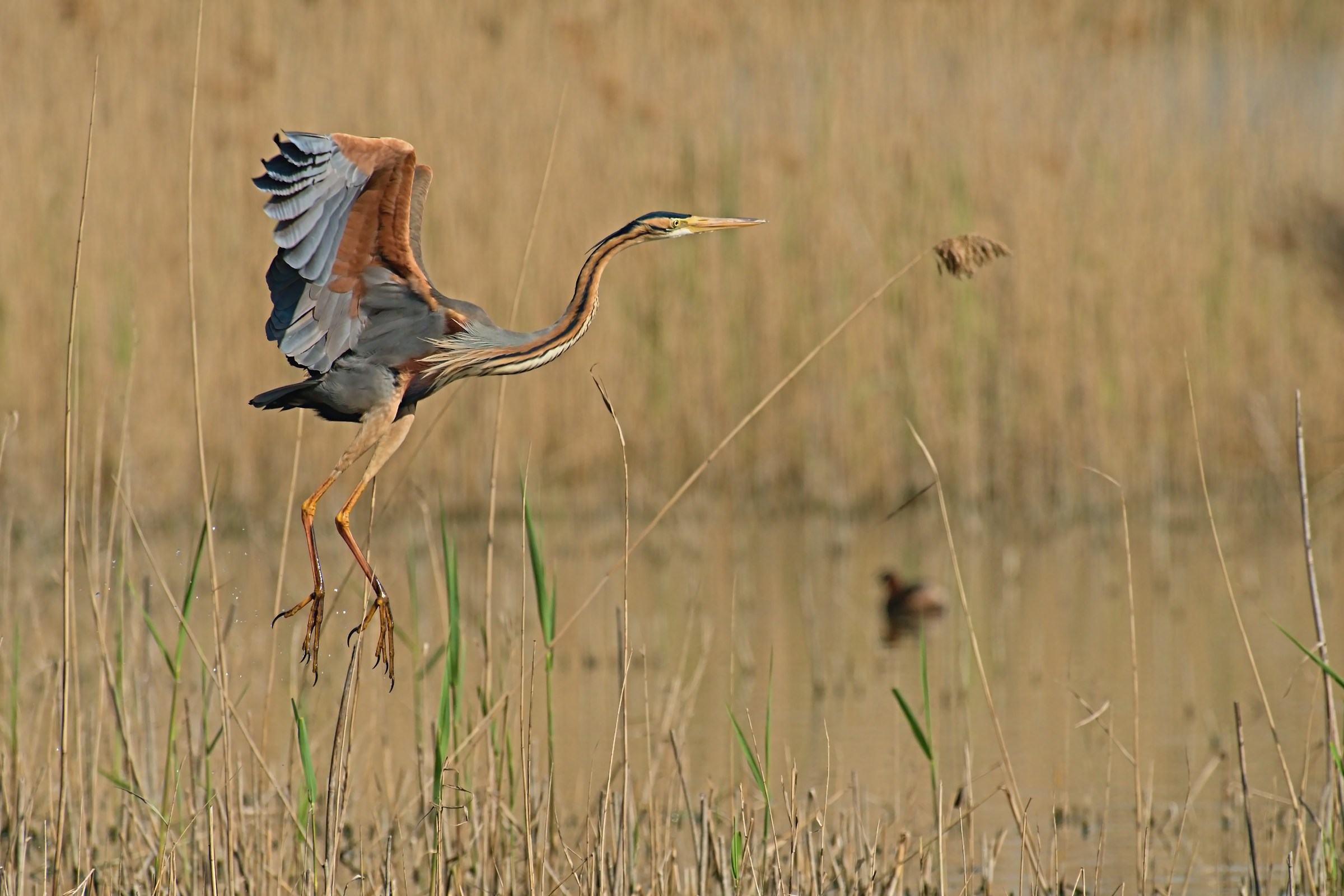The takeoff of the Red