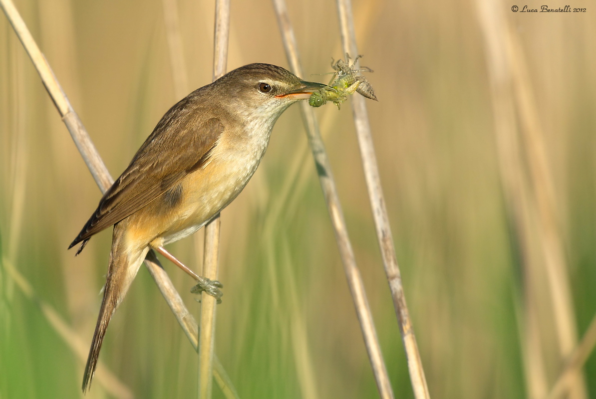 Warbler with prey