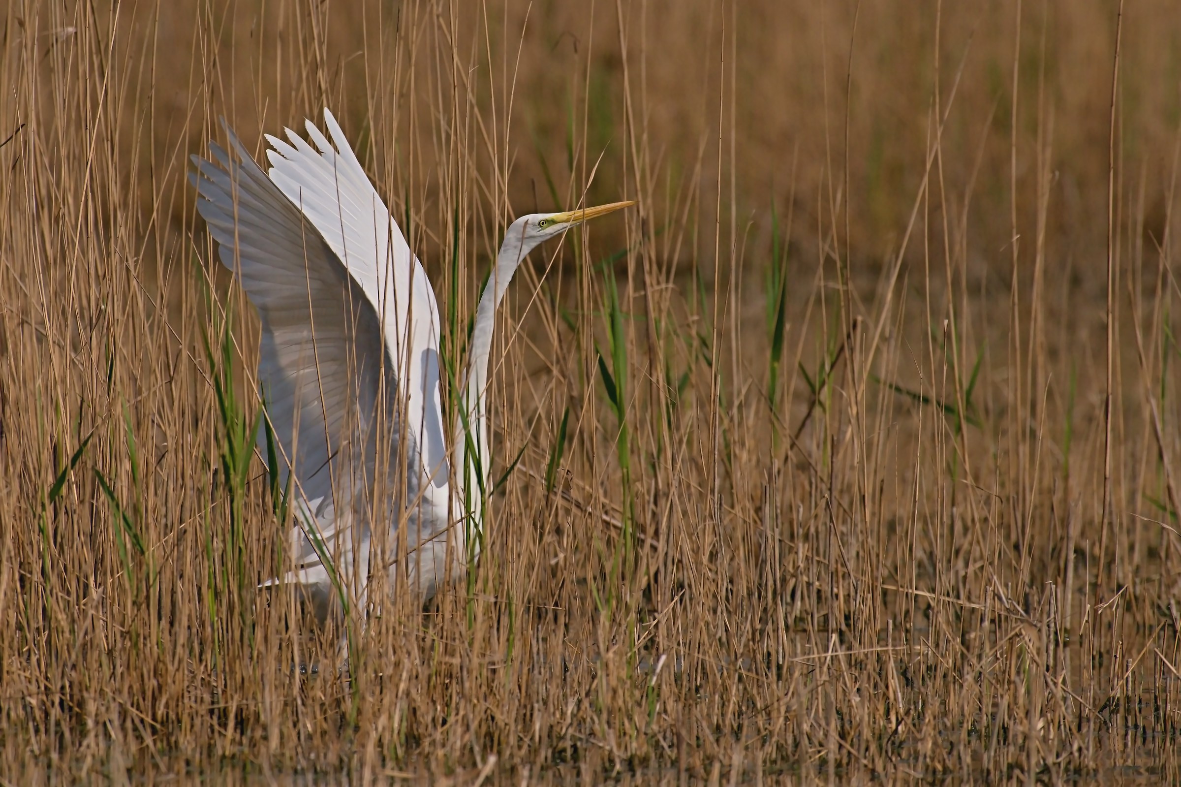 The White detachment