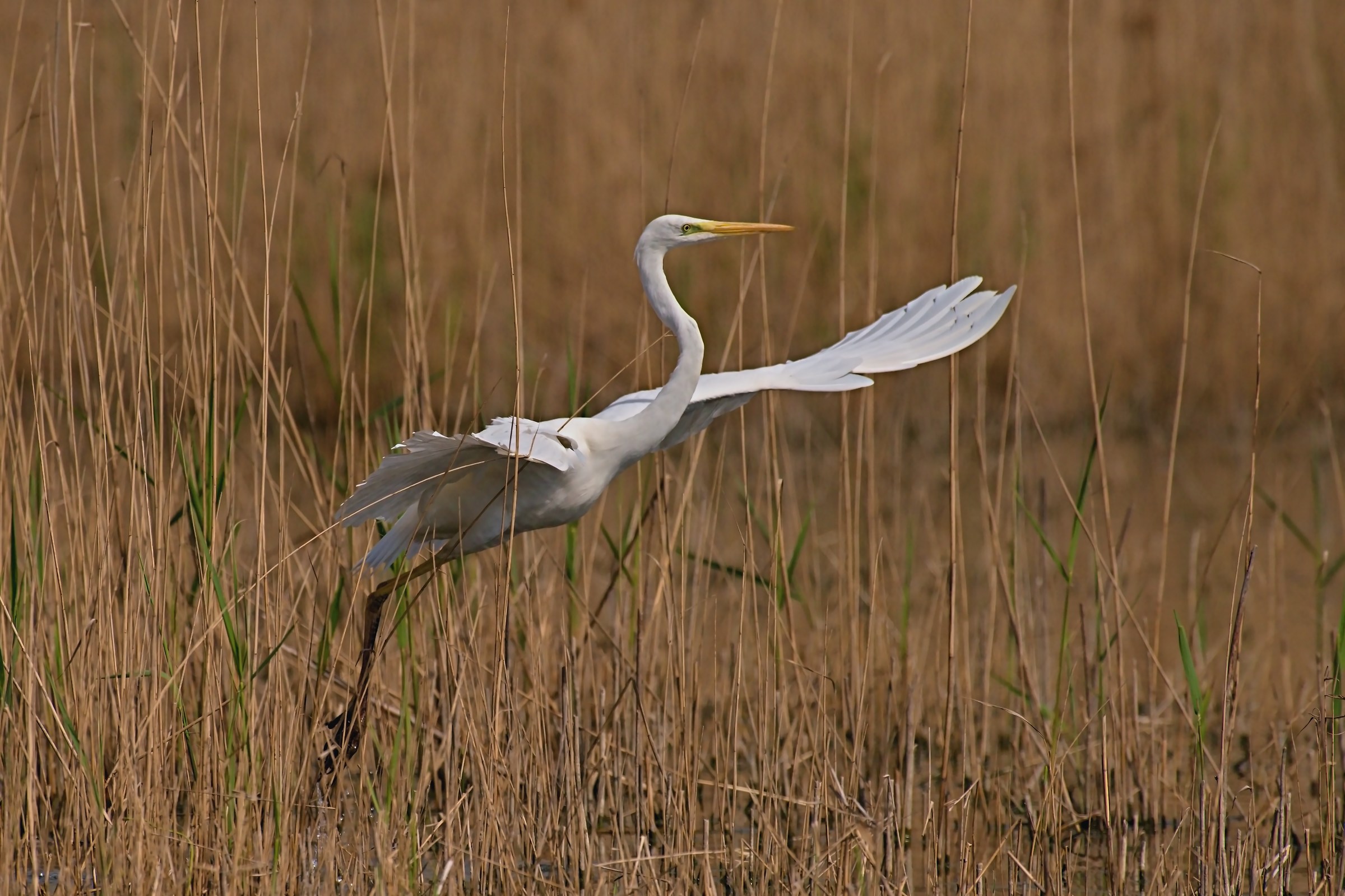 The takeoff of the White