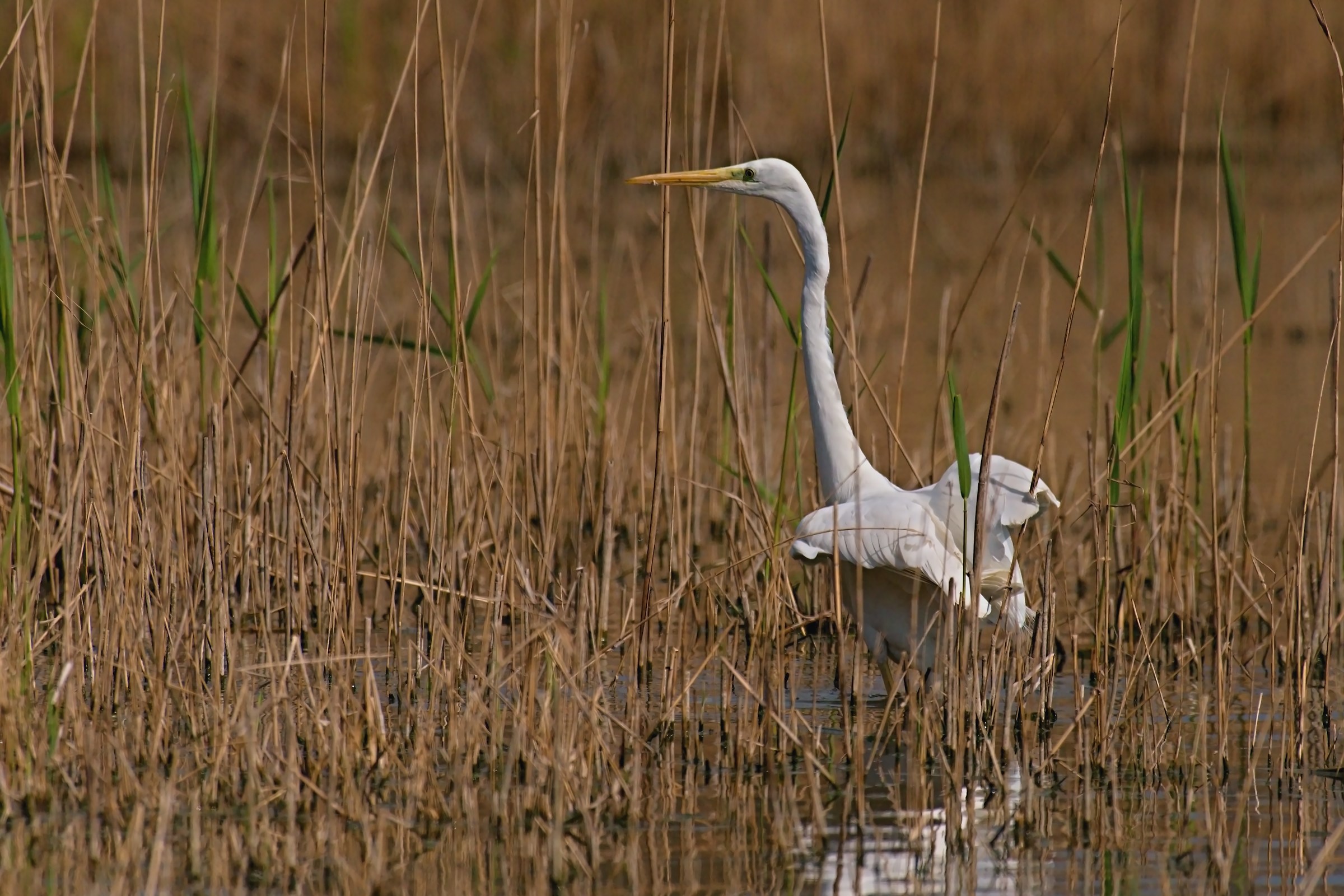 White Heron Maggiore
