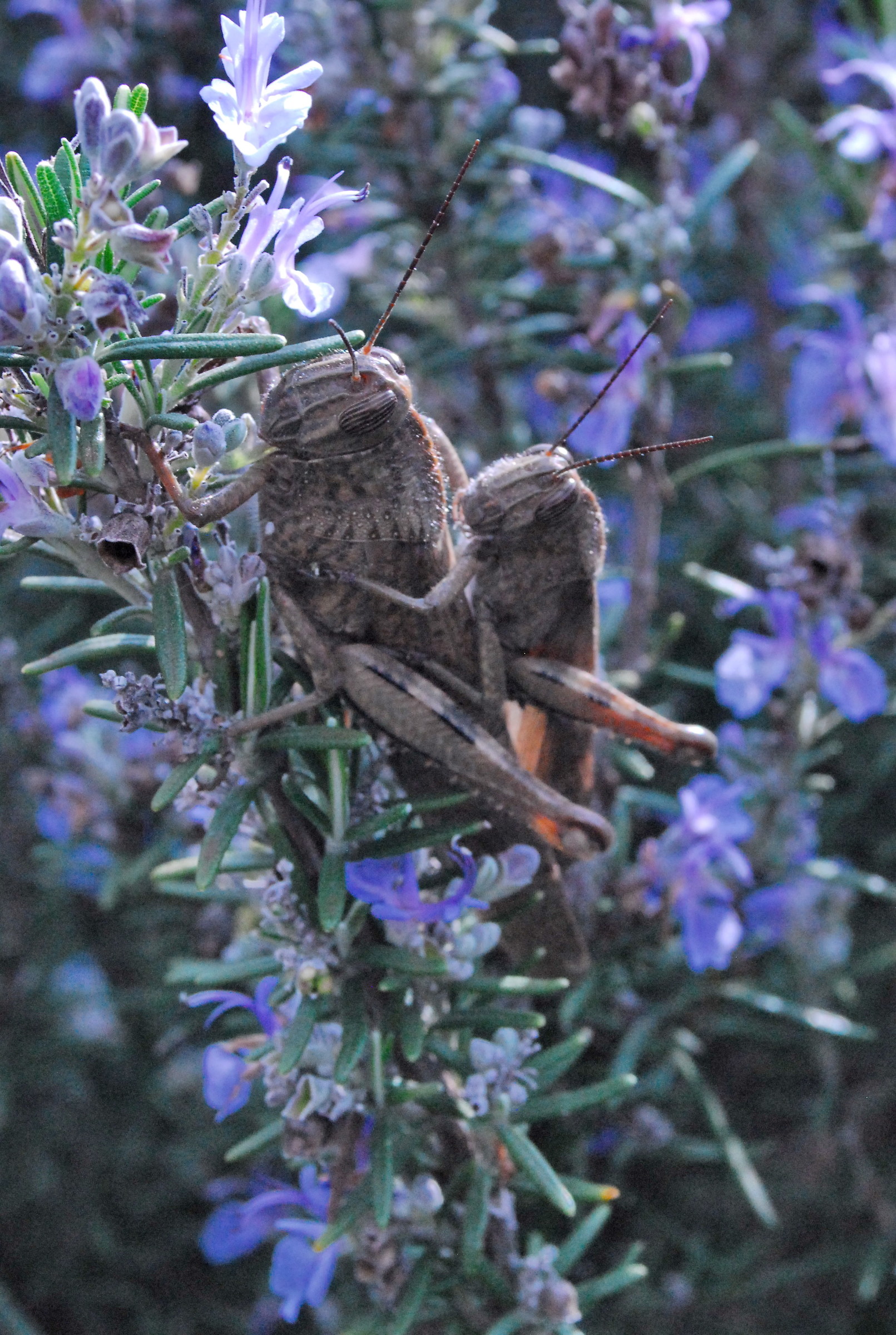 brevi amori primaverili