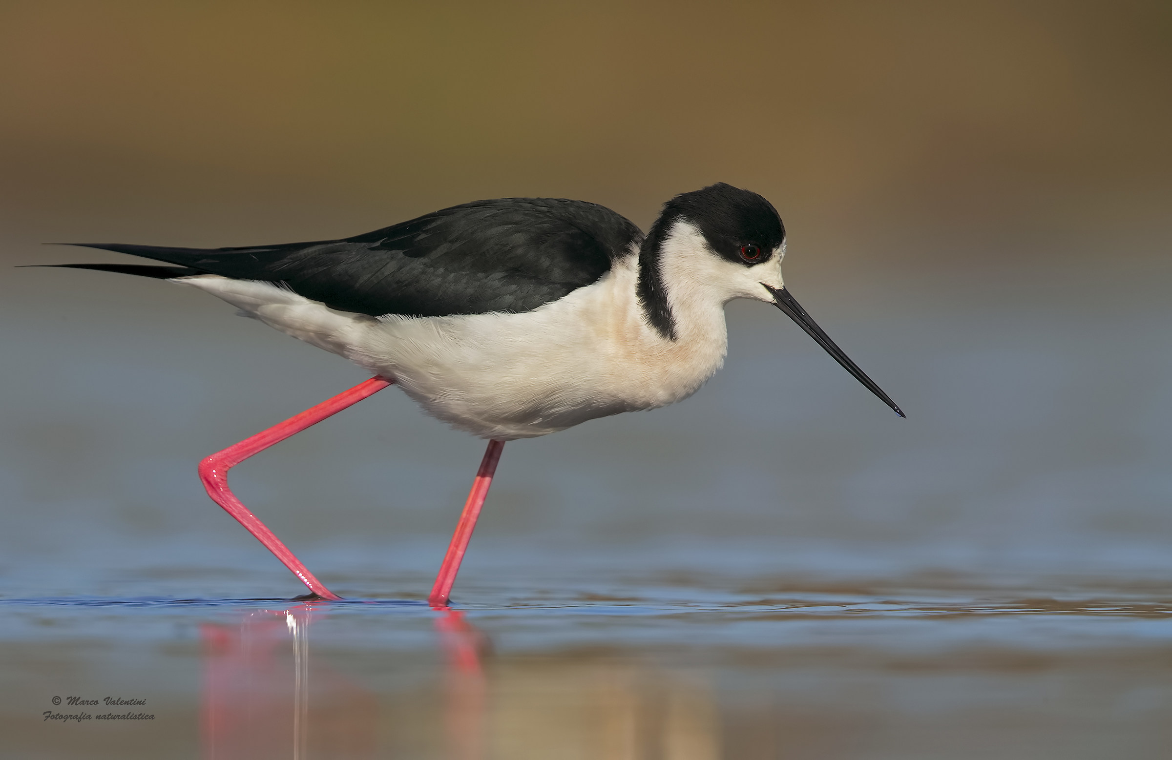 Classic stilt