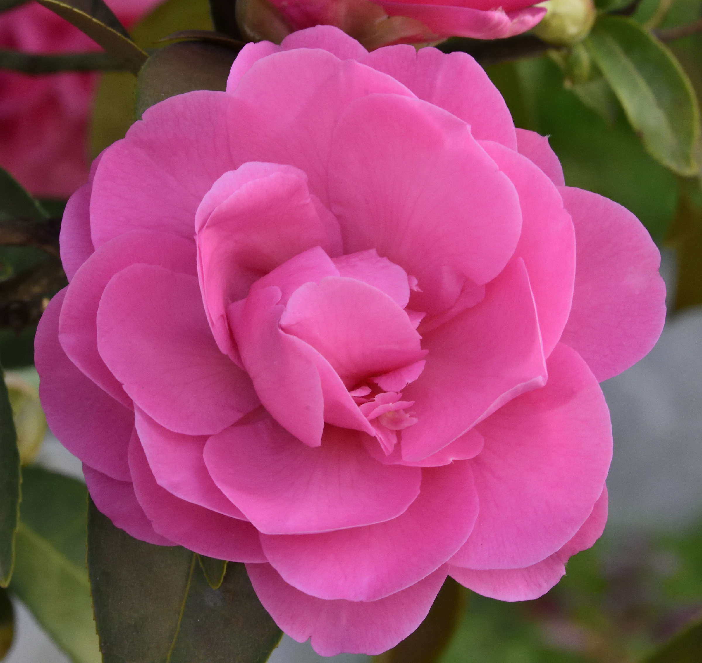 camellia