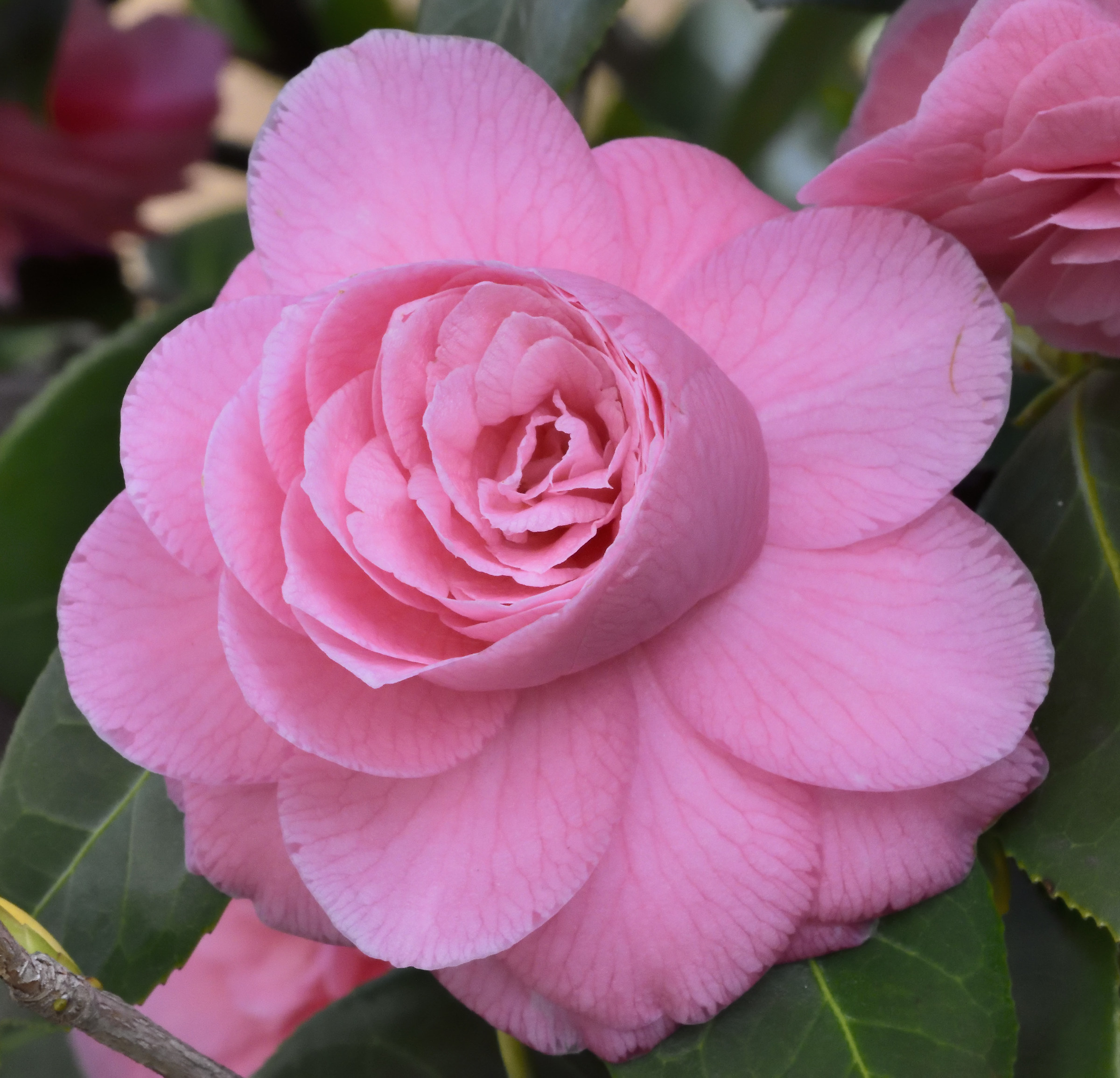 camellia
